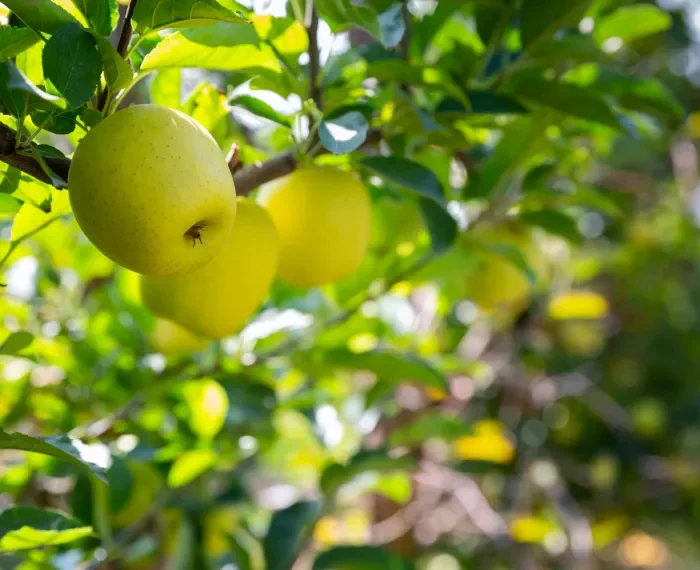 Apfelernte mit den Freunden des Lohsepark