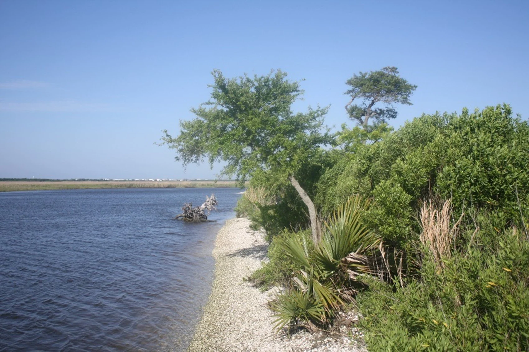 An image of a lake where the water meets the sand shore covered with green plants.