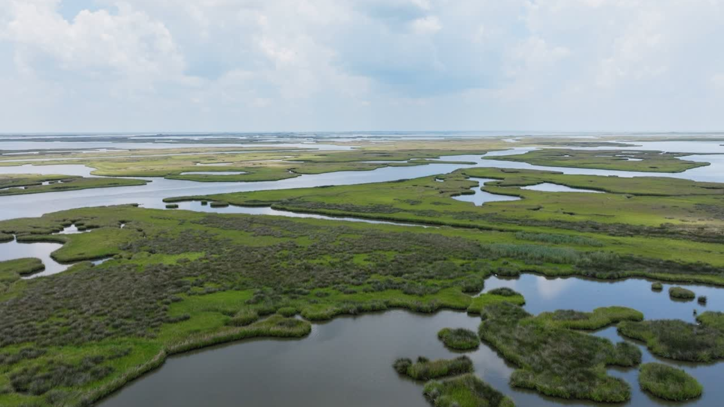 cocodrie swamp still.png
