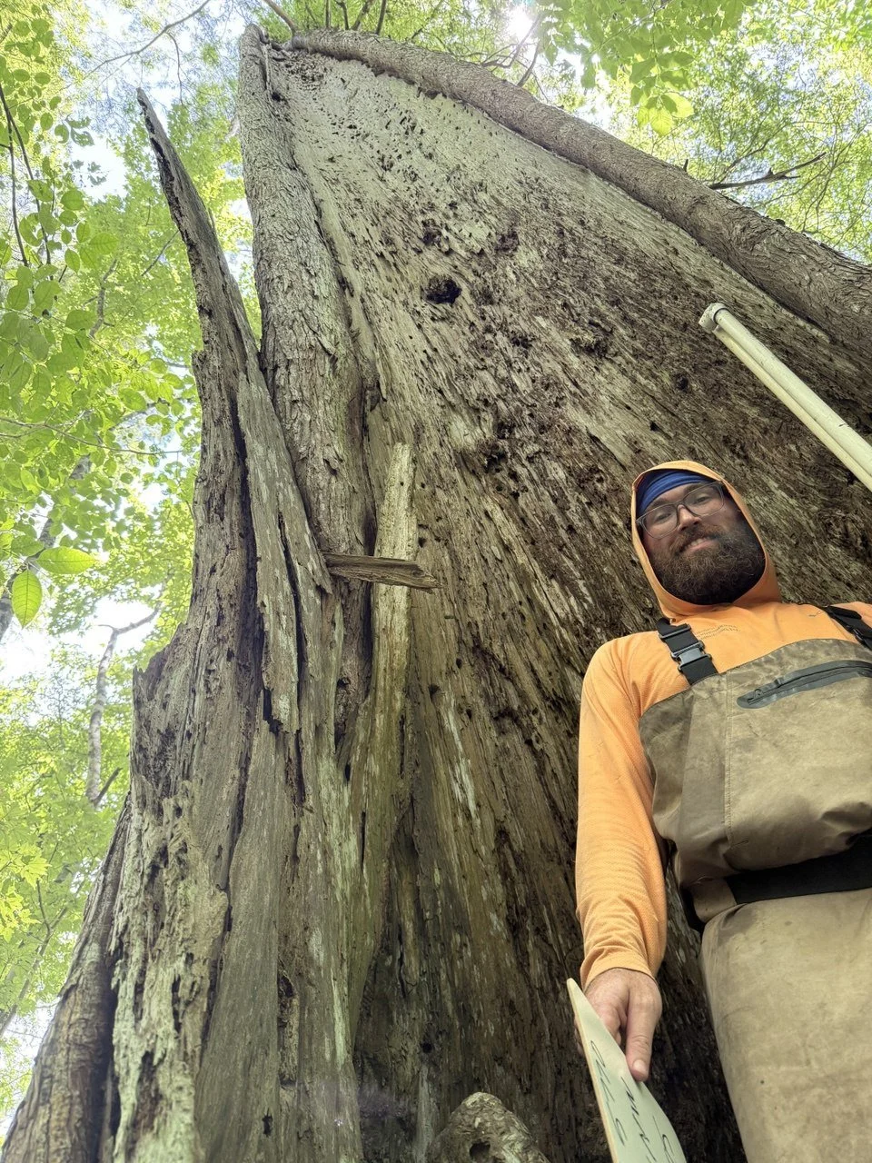 An image of a man wearing waders and standing in front of a very tall tree with green foliage in the background