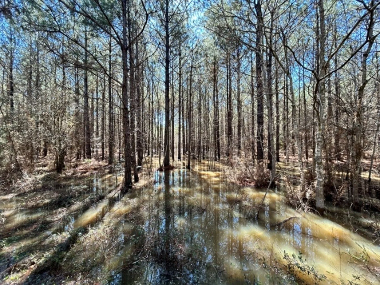 An image of a wetland with tall trees standing in water.