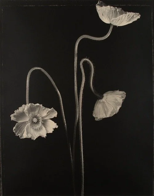 Black and white photo of three maturing poppy flowers with long, curved stems against a dark background.