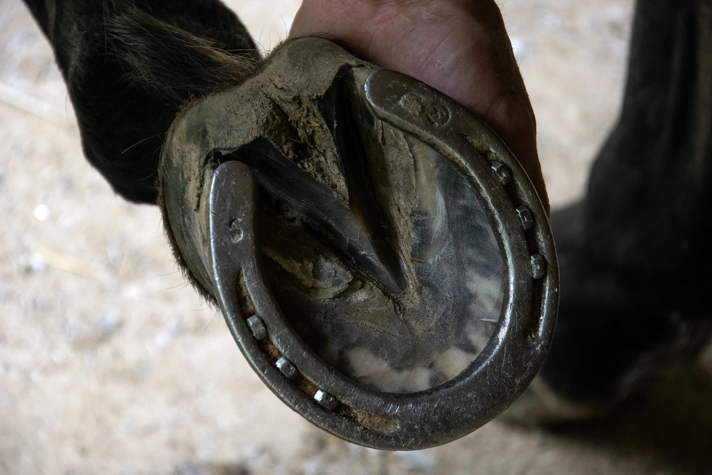Farrier14.jpg