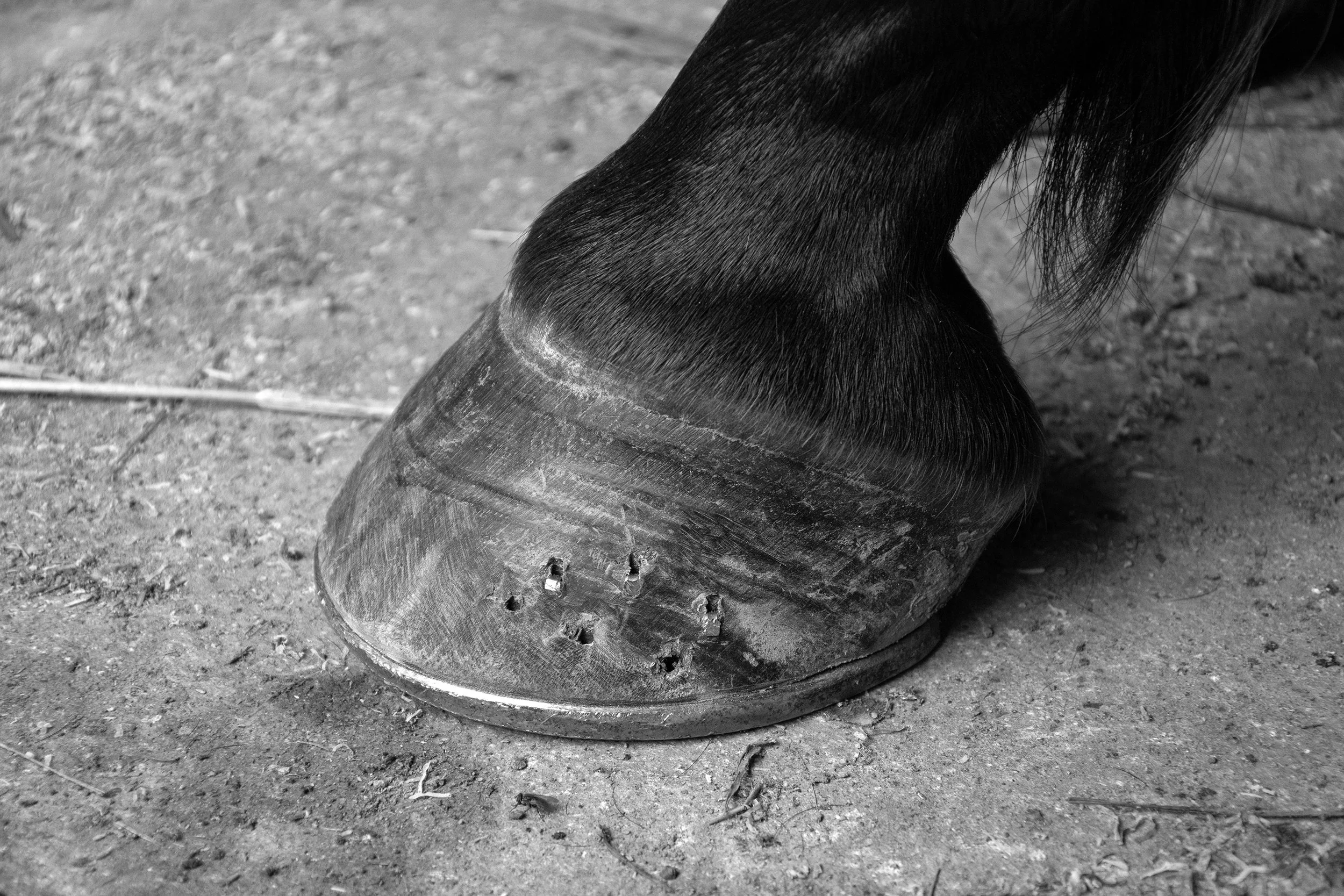 Farrier13.jpg