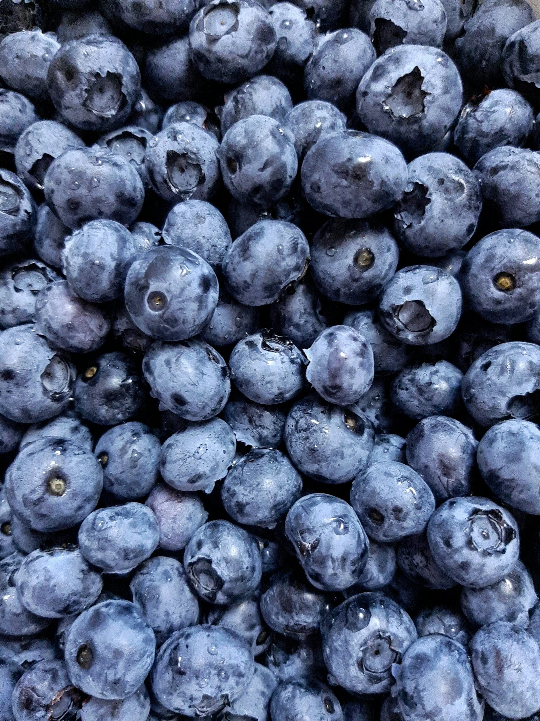 Close-up of fresh nutritious blueberries with water droplets.