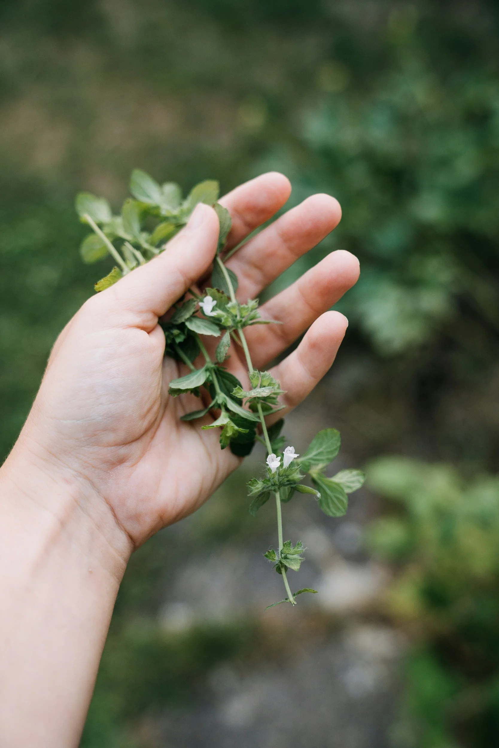 Person holding a small green plant with tiny white flowers and green leaves in an outdoor herbal medicine setting.