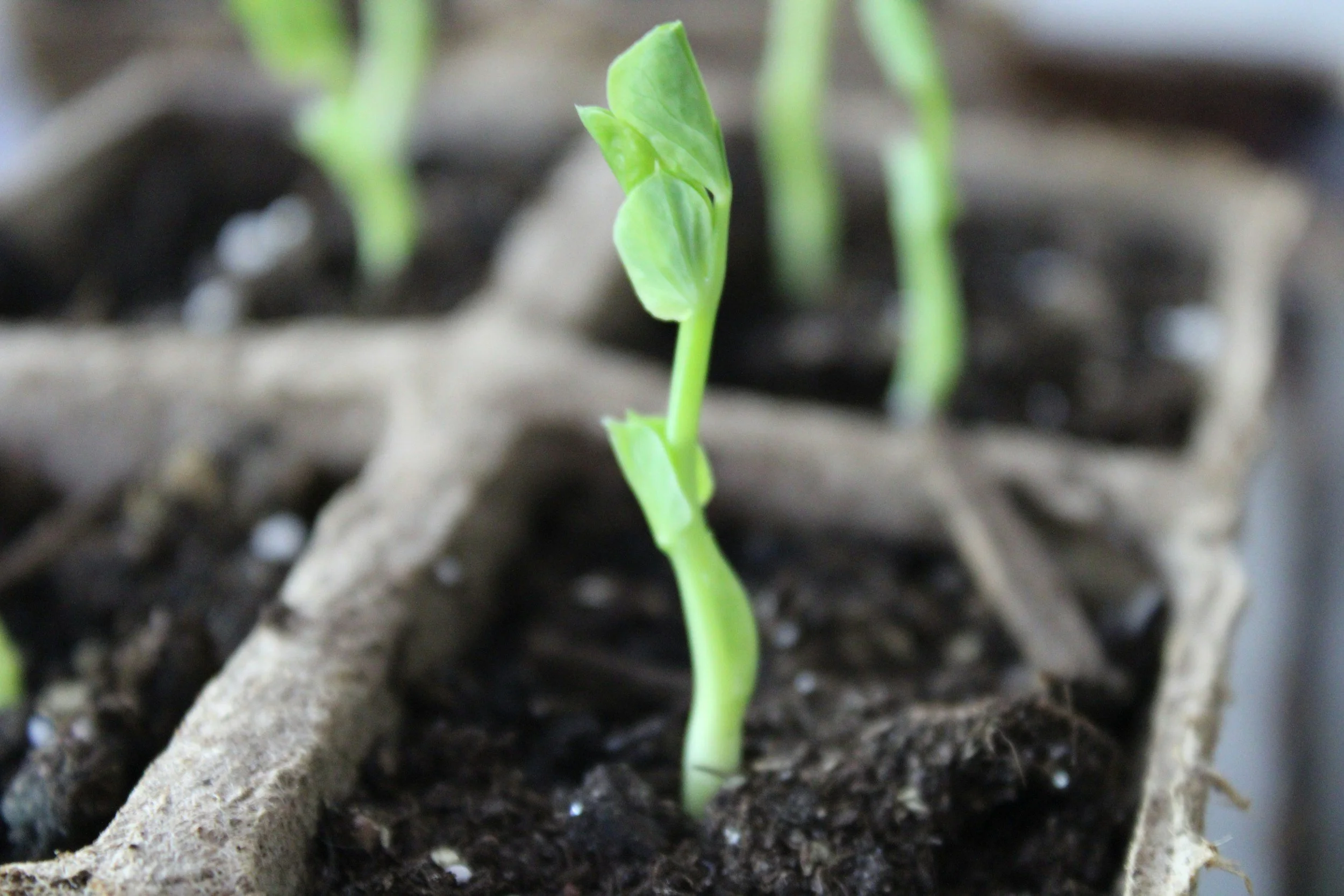 sprout shooting up through soil