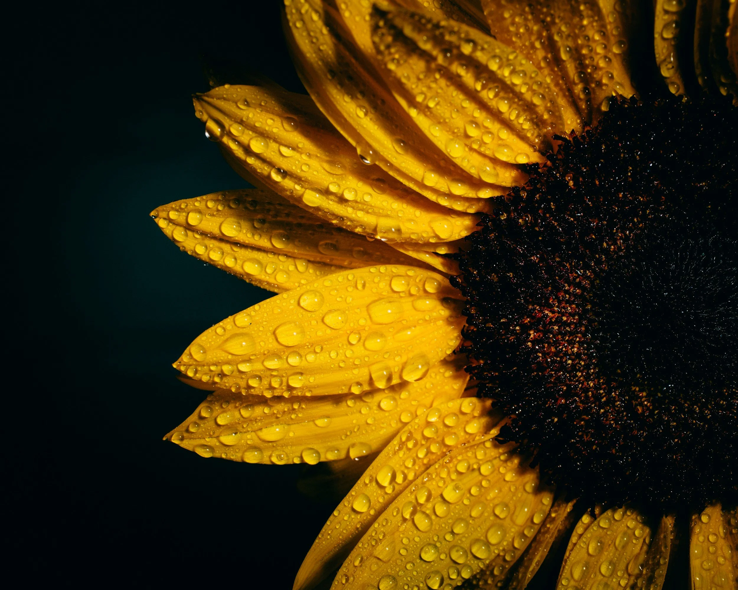 yellow sunflower covered in dew on black background