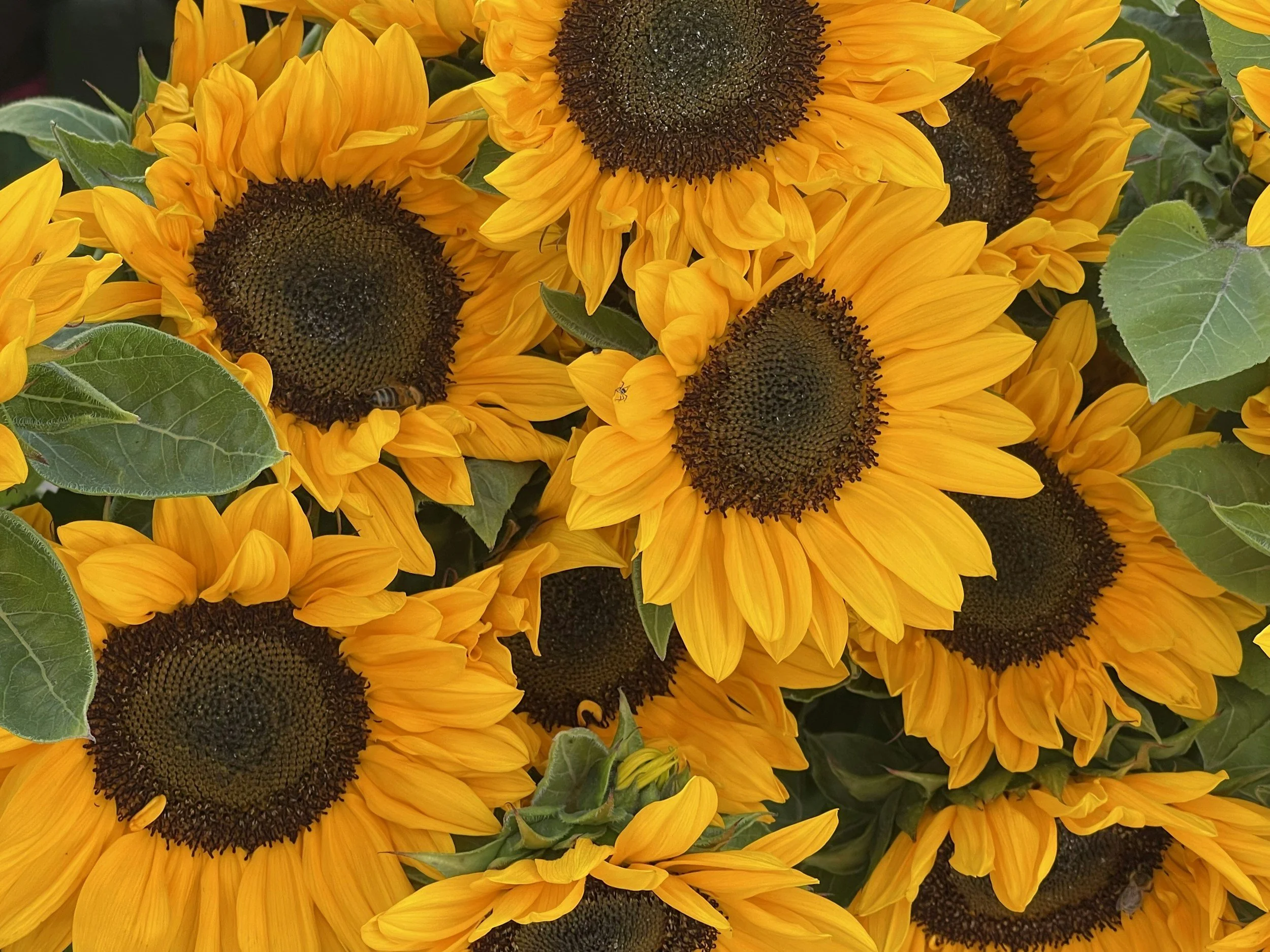 A cluster of bright yellow sunflowers with large dark centers surrounded by green leaves.
