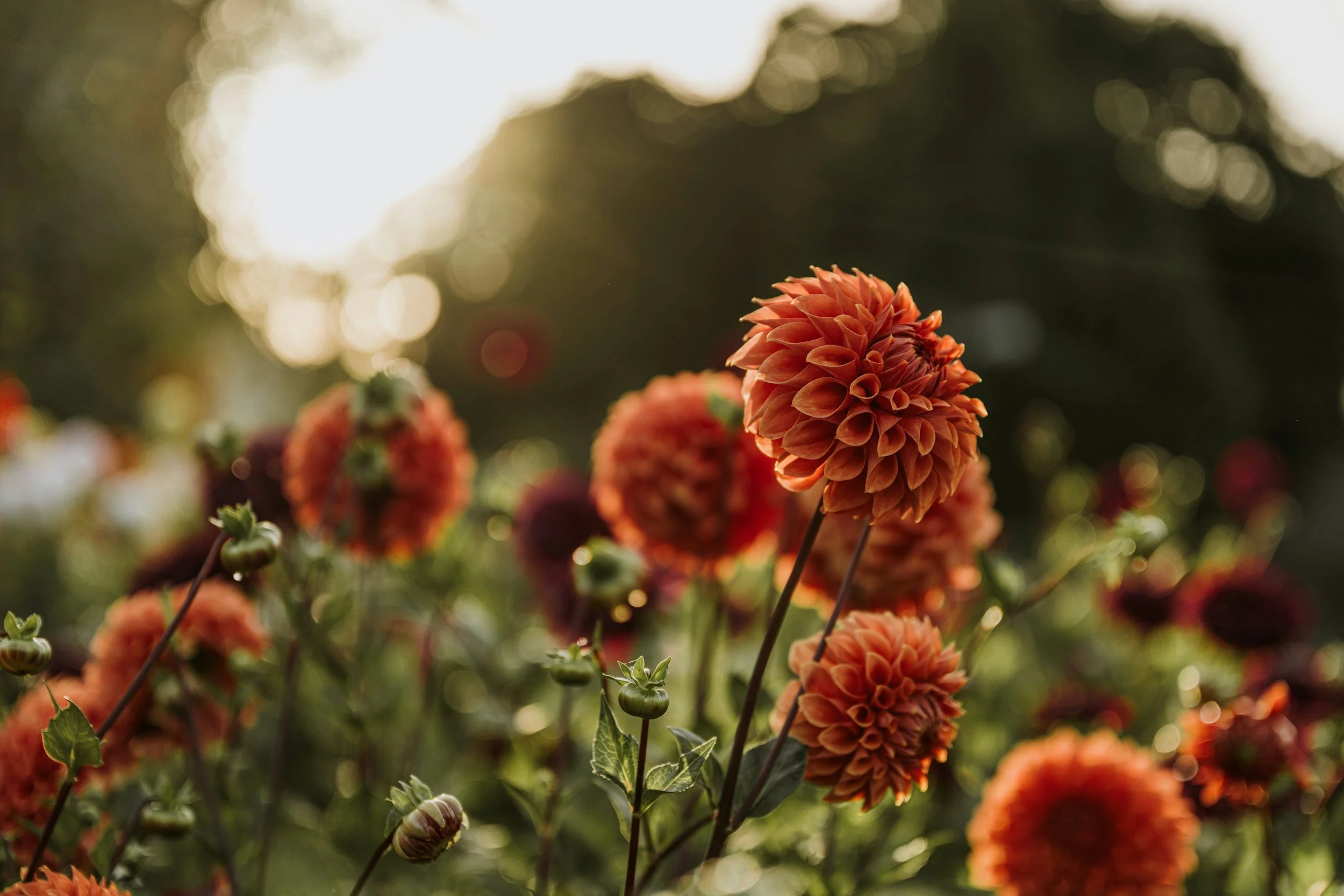 autumn dahlias