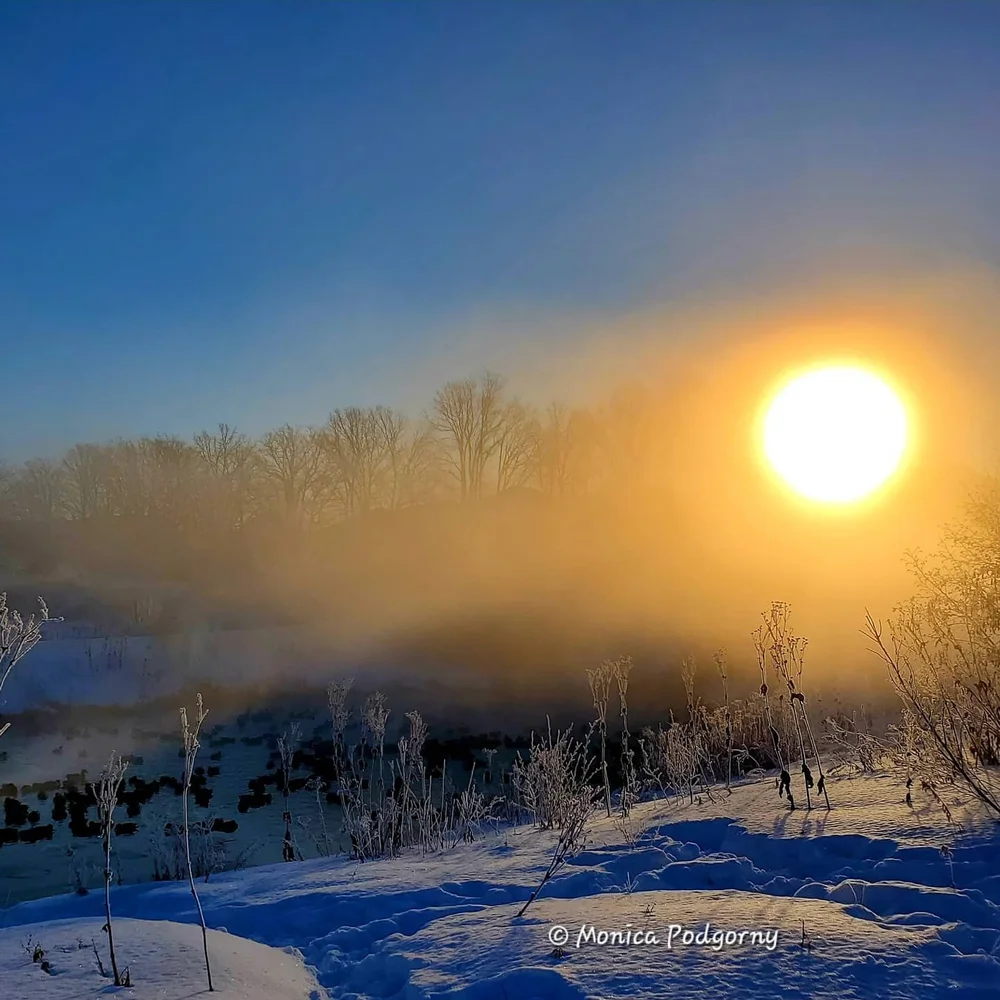Wild Rising WildRising | Access Your Subconscious Wisdom - Rooted In Nature ...