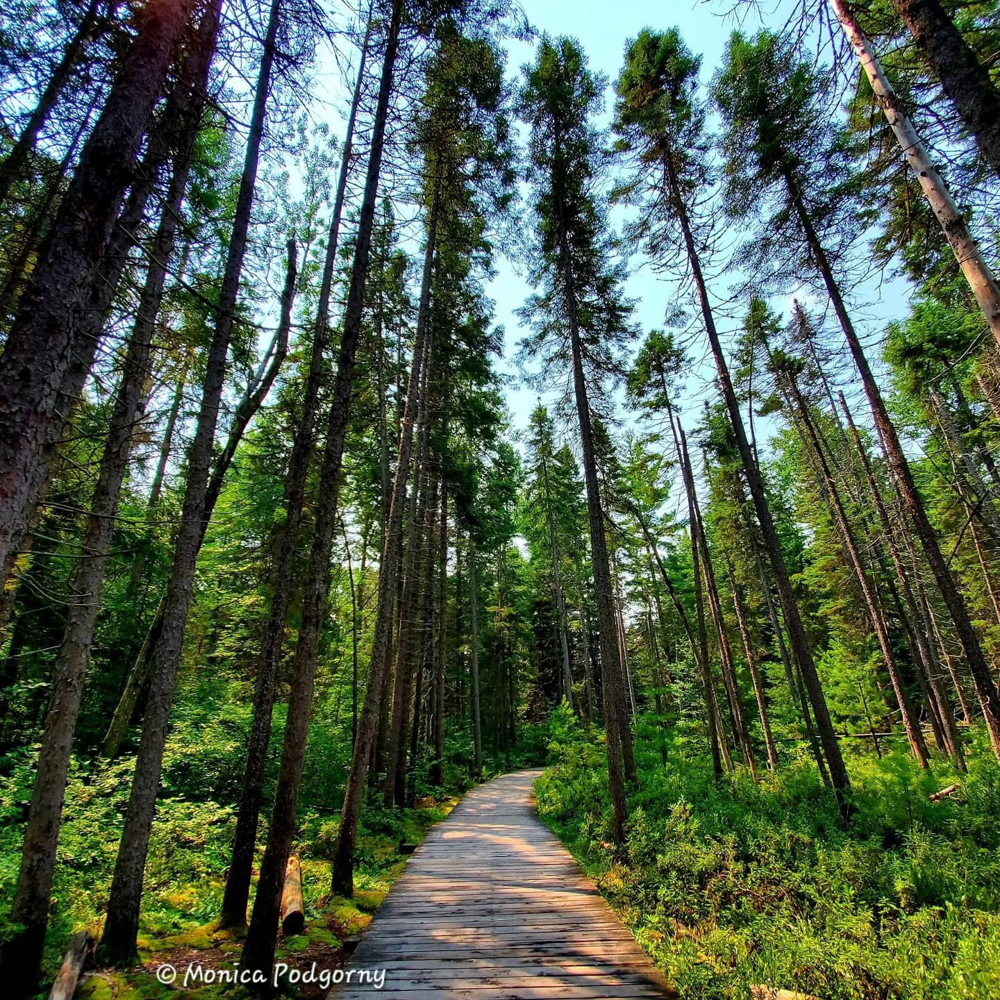 Your Aligned Path: Activate your Purpose