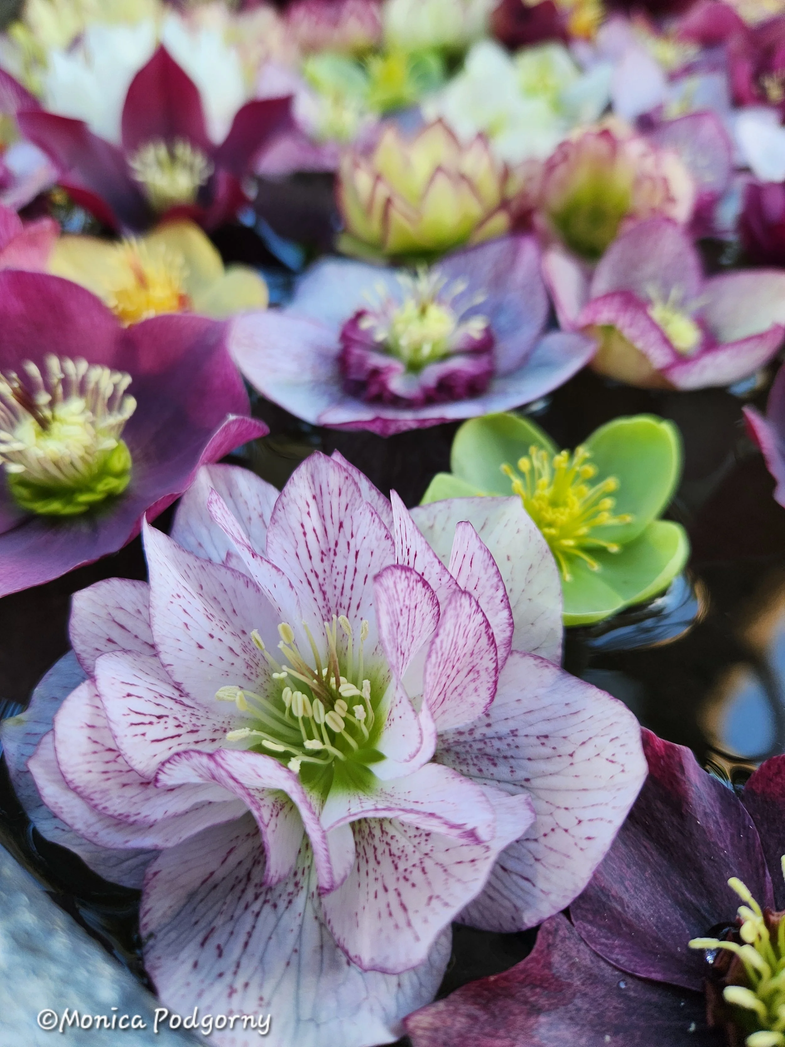 Guided Journey Meditation