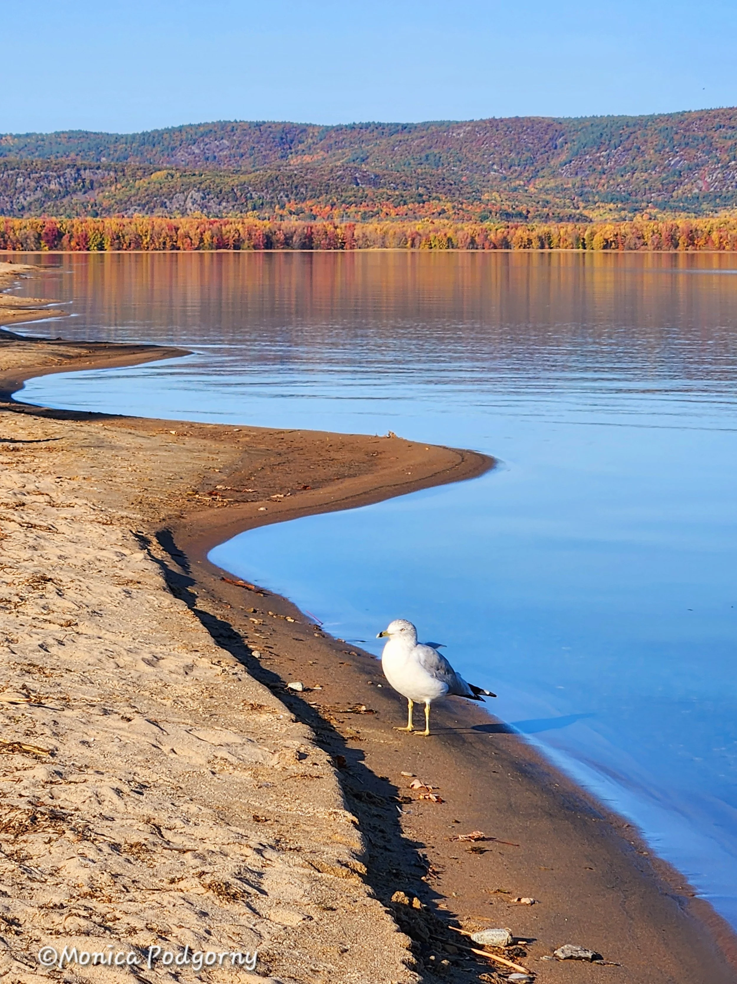 Shoreline Reflection and Release