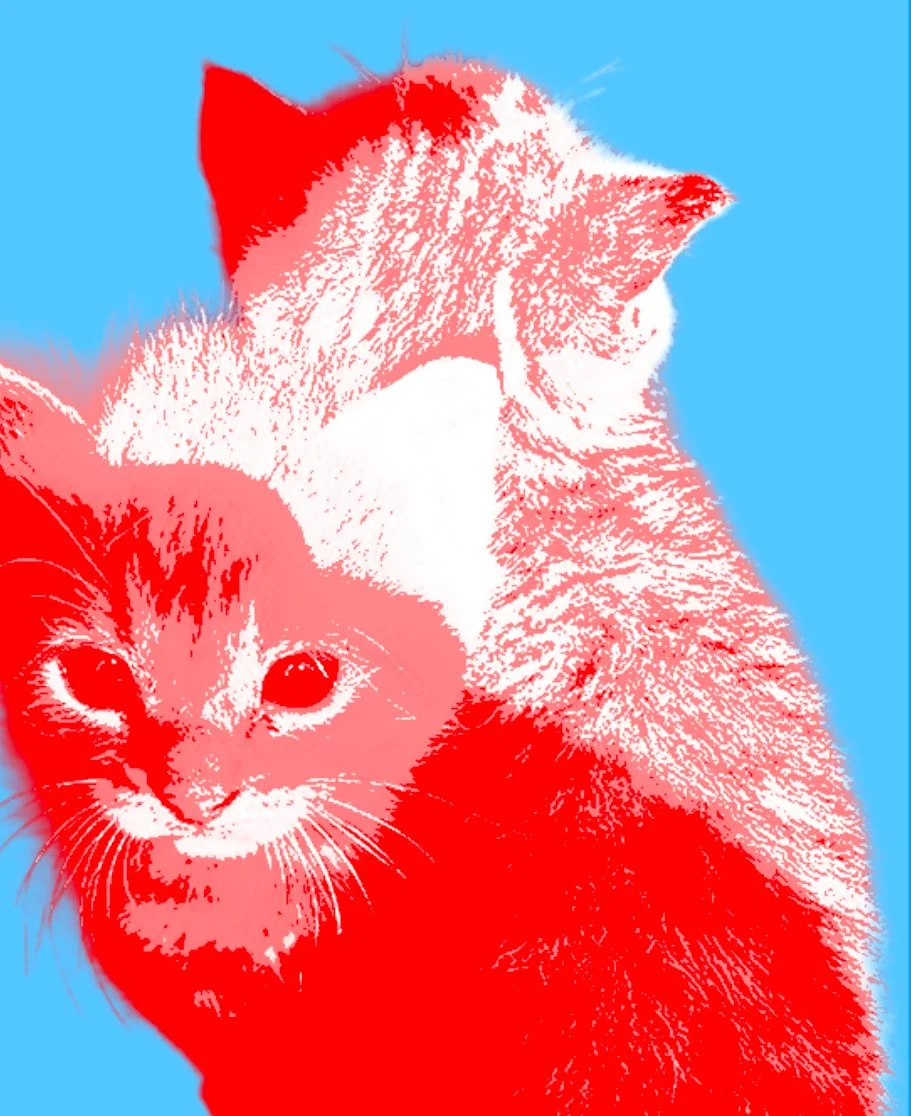 Two cats, one with darker fur and one with lighter fur, positioned close to each other against a bright blue background.