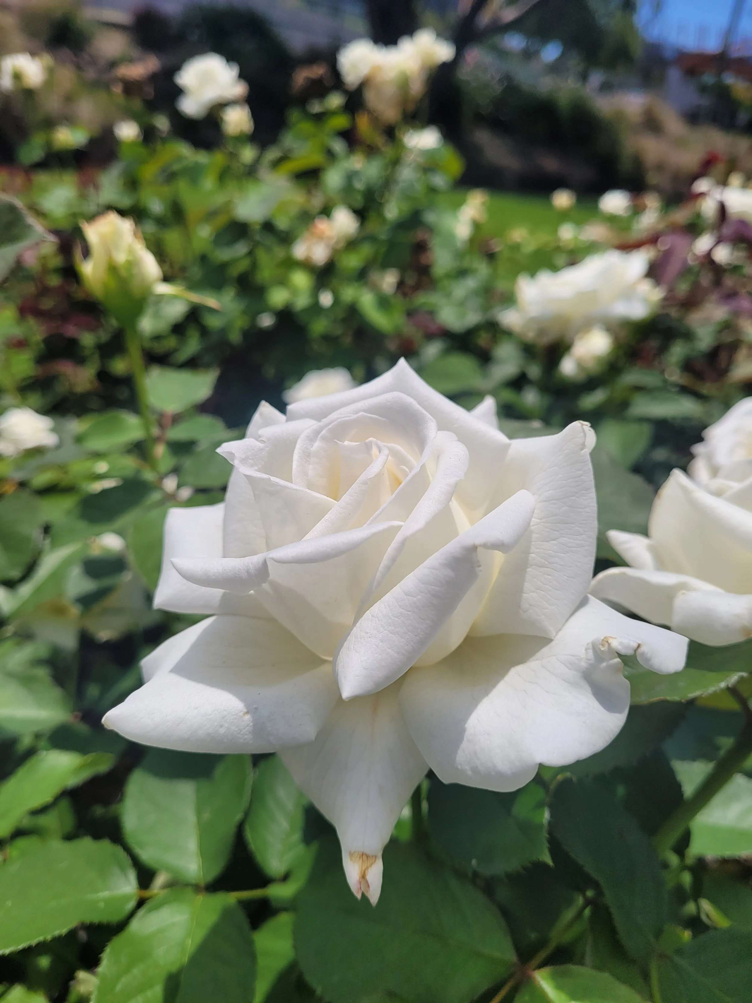 The Happiness You Seek