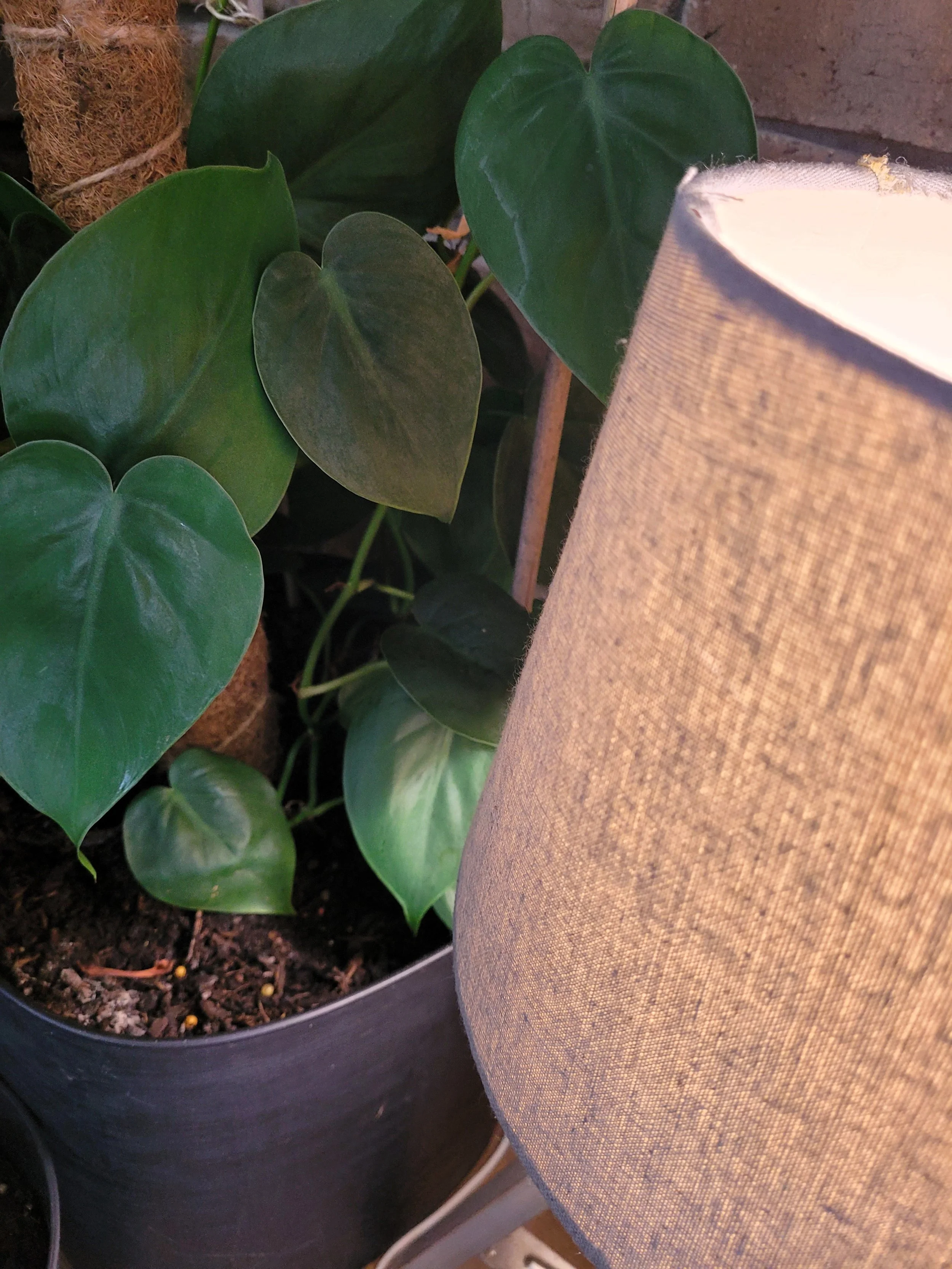 Plant and lamp 1.jpg