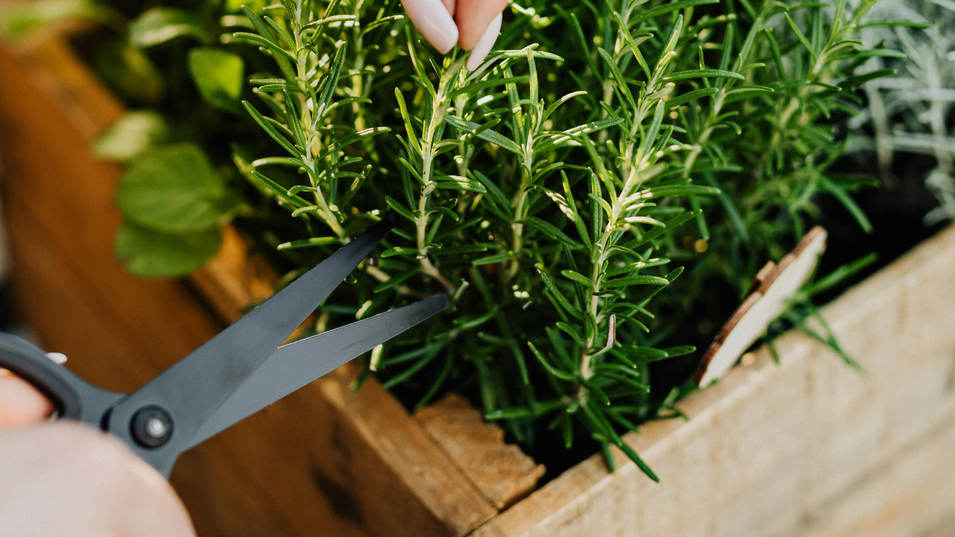 Luxurious Herbal Foot Soak Recipe