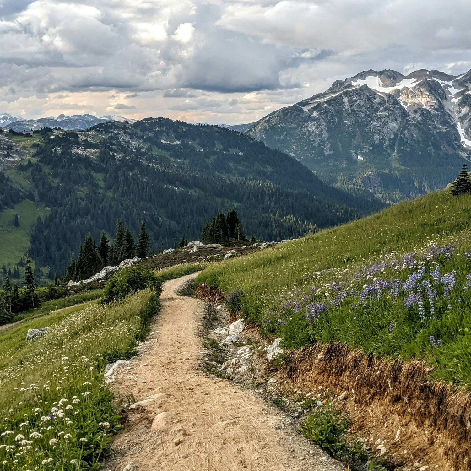An empty mountain trail with wild flowers.