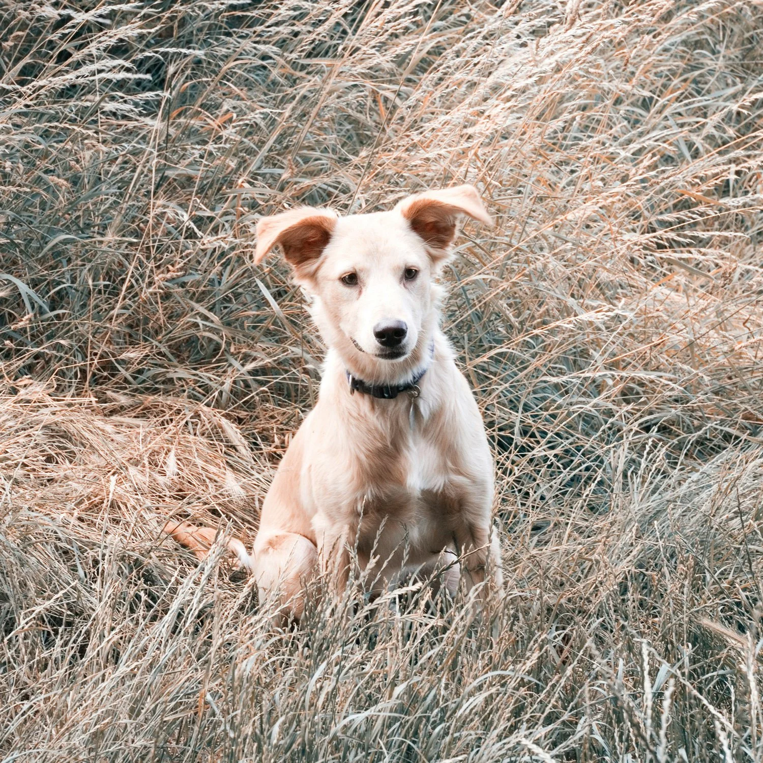 Puppy plays in tall grass during a hike.