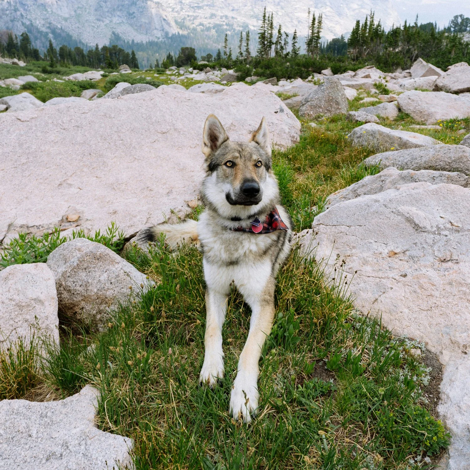 Hiking dog takes a rest.
