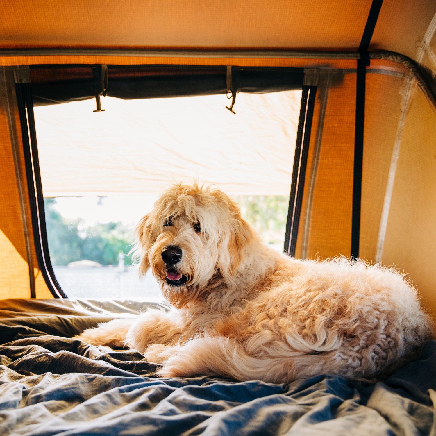 Dog lays down in camping tent.