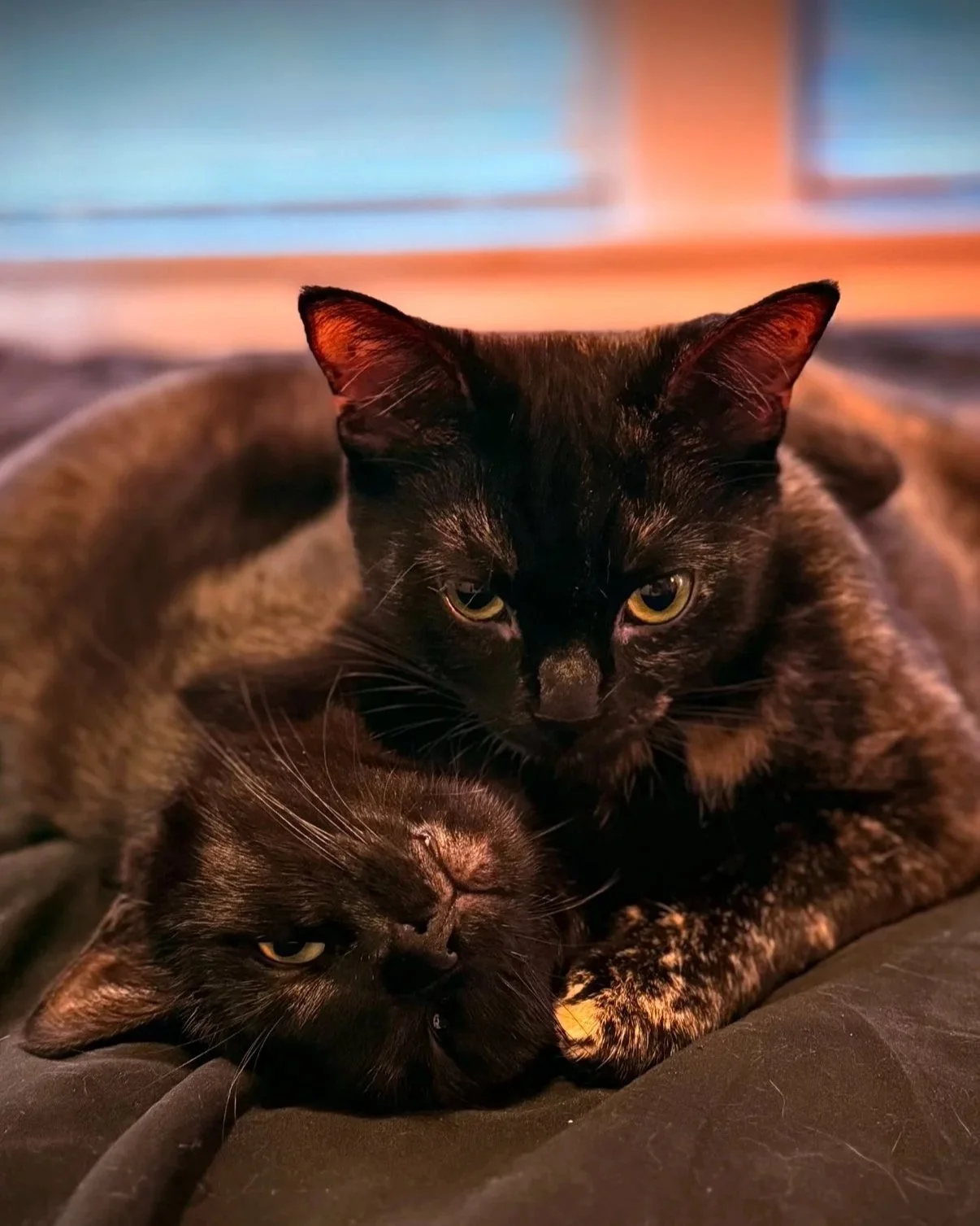 Two black cats, one lying down and the other sitting, on a dark surface with a blurred background featuring warm colors.