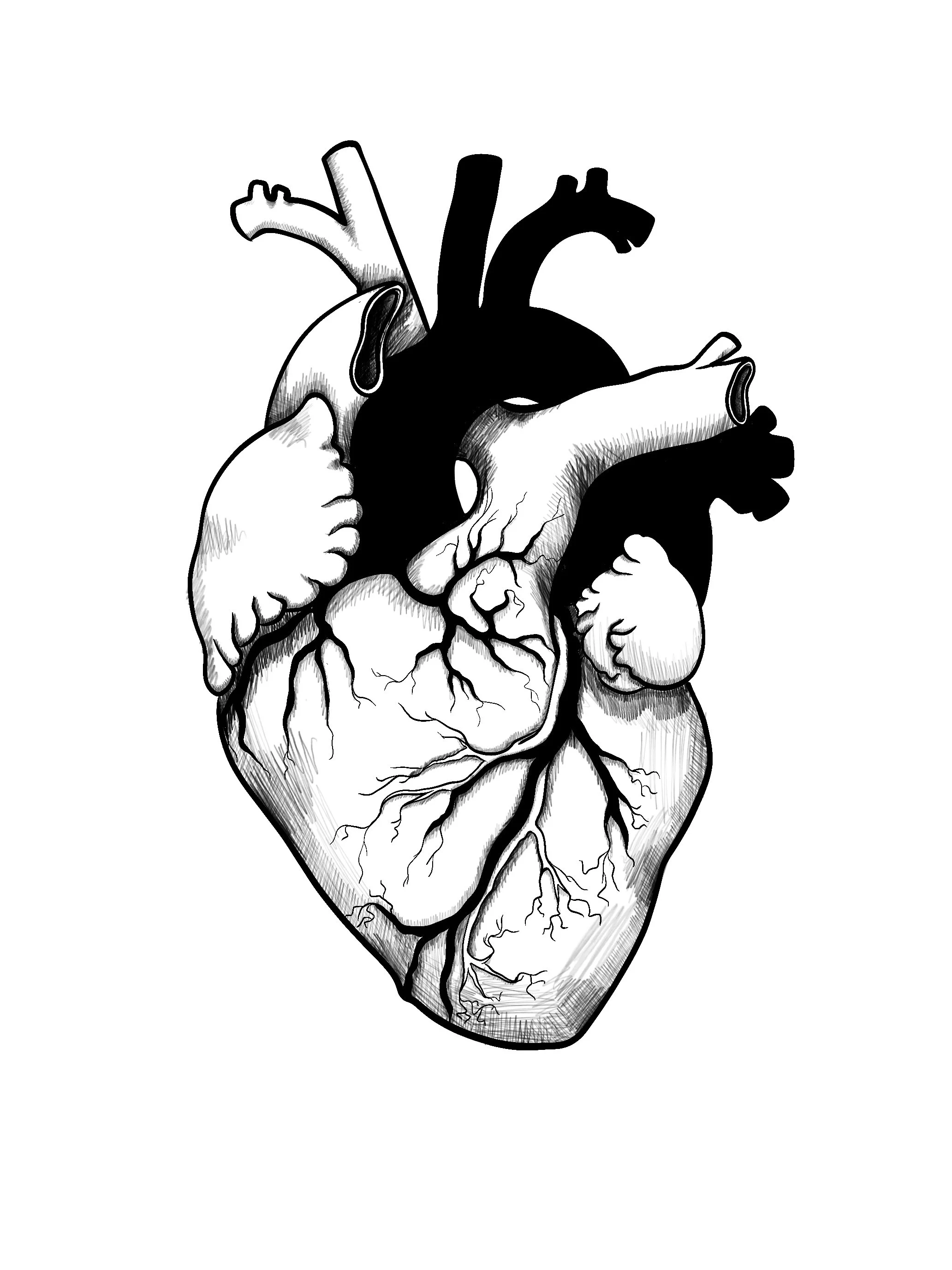 Black and white illustration of an anatomical human heart with detailed veins and arteries