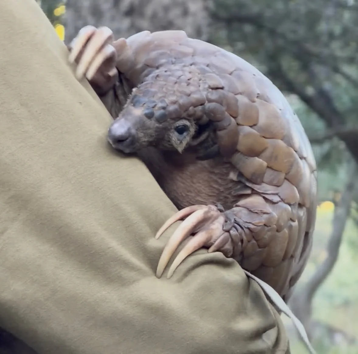 After the seven people I met on the plane, I began to meet the animals here, too. These are the stories of seven of them. ❤️

Read "The Seven Animals You Meet On Day One" on my substack (link in bio)

#conservation #ethicaltravel #animalcar