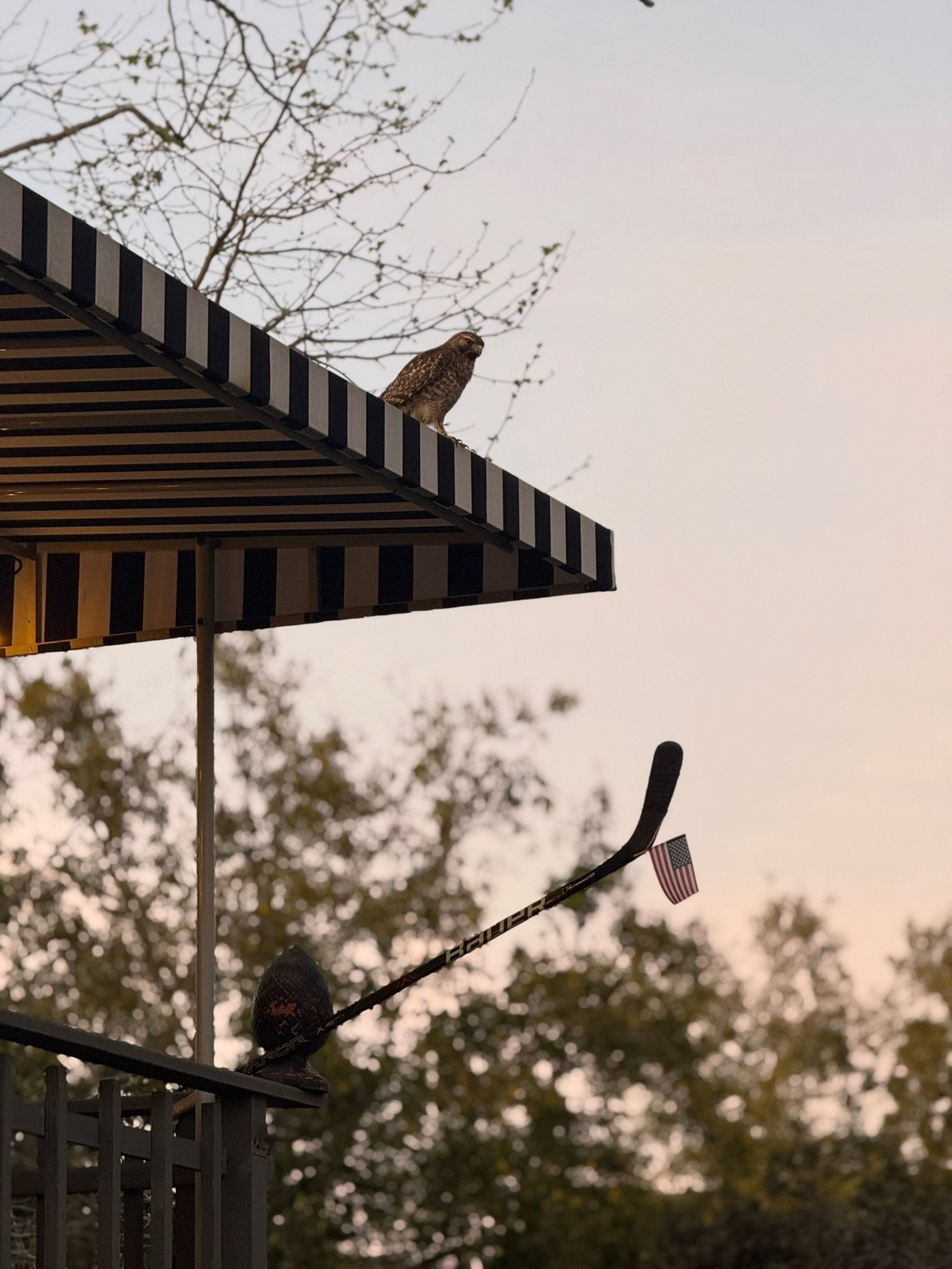 A bird perched on the edge of a striped awning above a patio, with a golf club and American flag decoration attached to the patio railing, and trees with sparse leaves in the background at sunset.