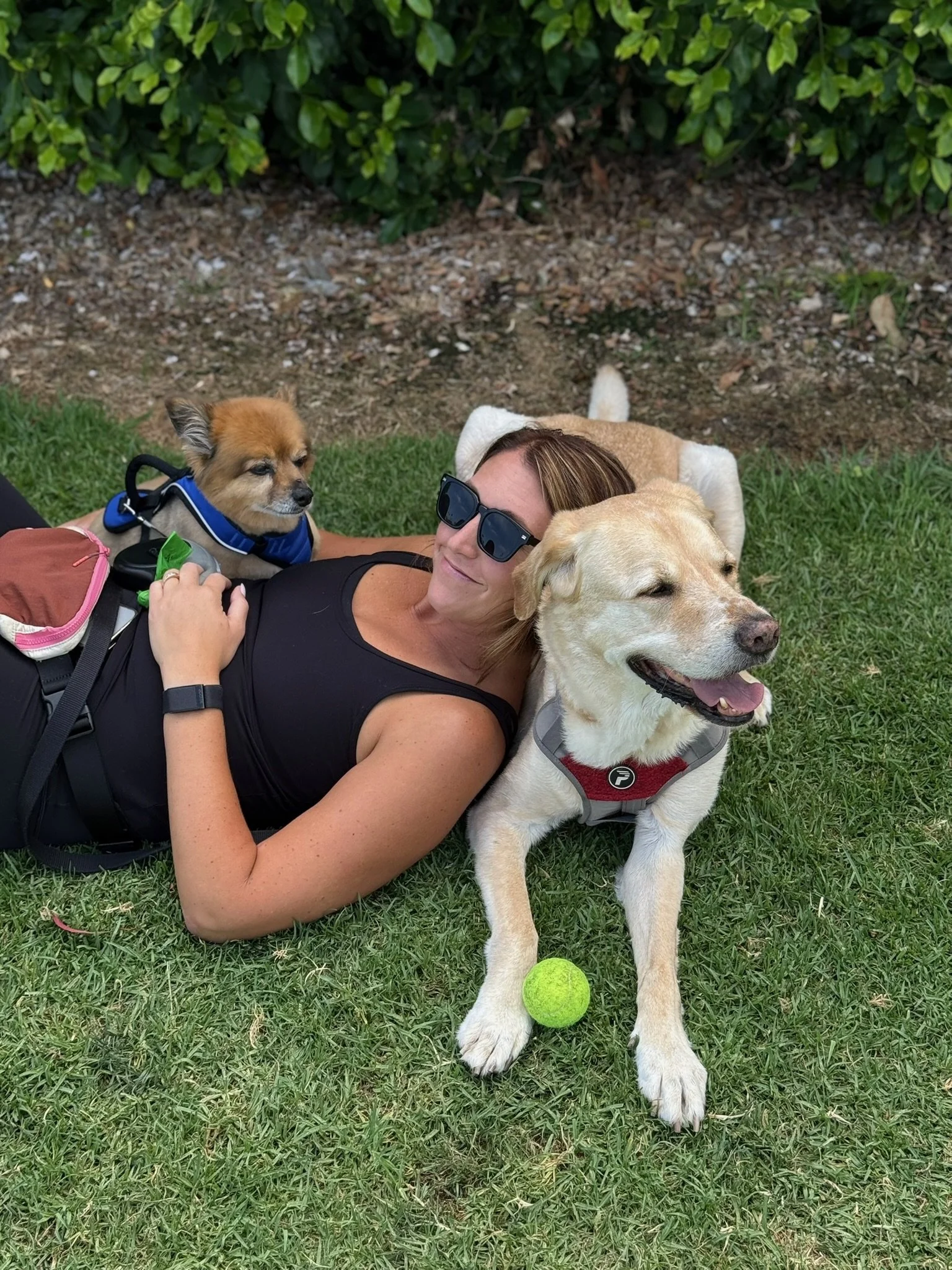 A woman lying on the grass with two dogs, one small Pomeranian and one large Labrador Retriever, near a tennis ball, under a bush.
