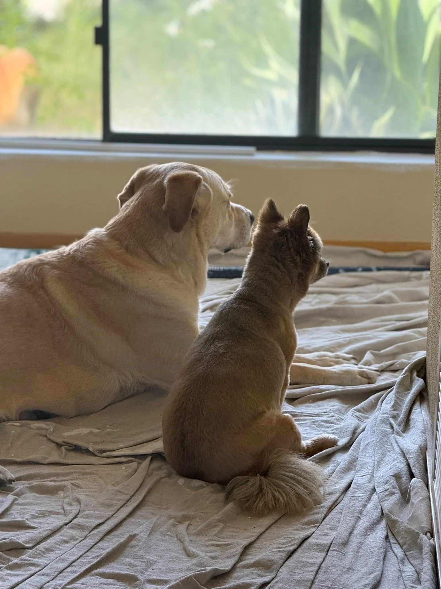A dog and cat sitting on a bed, looking out of a window.