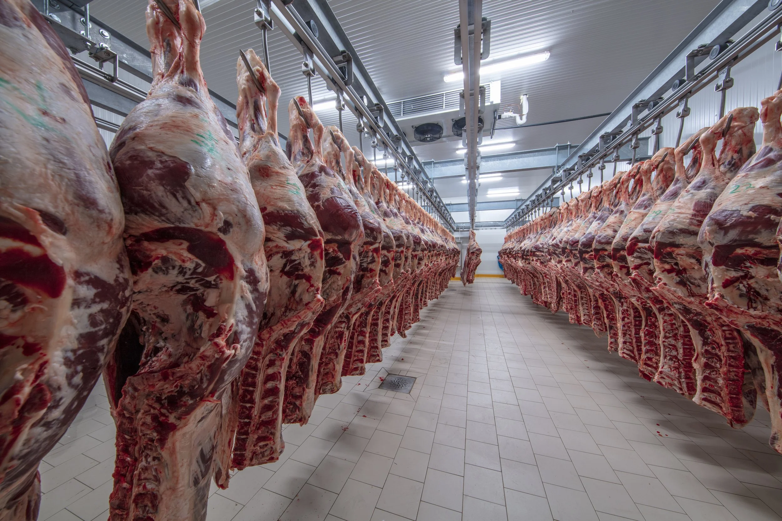Butcher shop with hanging large cuts of raw beef in a cold storage room.