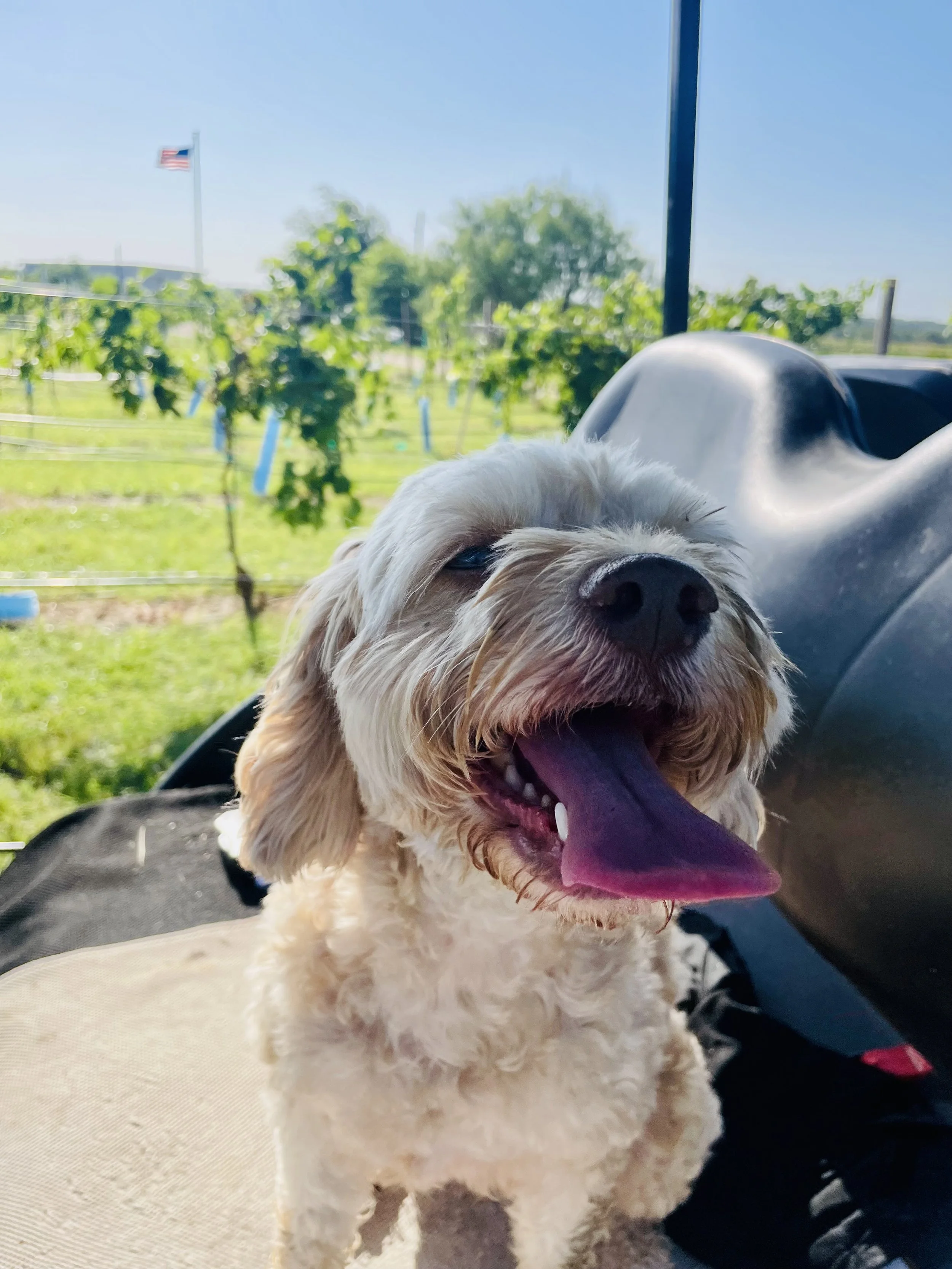 happy dog in the vineyard
