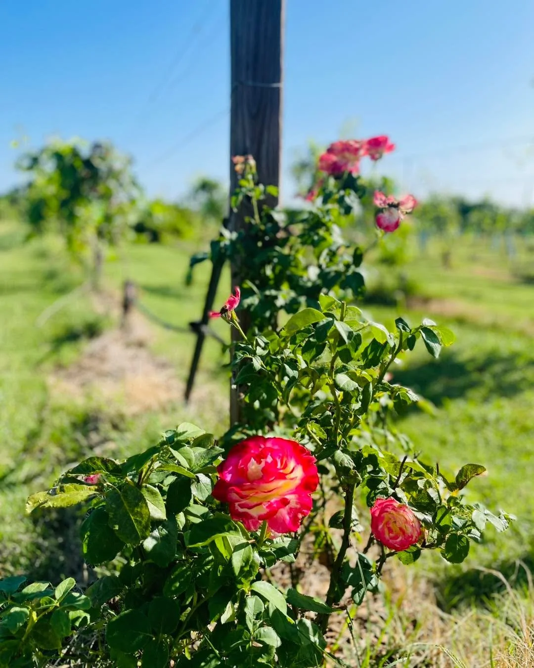 😎 Breezy, bright, and full of blooms. 
🌹 Over forty roses planted among the vines, showing off their colors. 
🐾 Morning stroll checking grapes with Sunny the cockapoo before we dive into pre-bottling prep for the Vermentino and Ros&eacute; this af