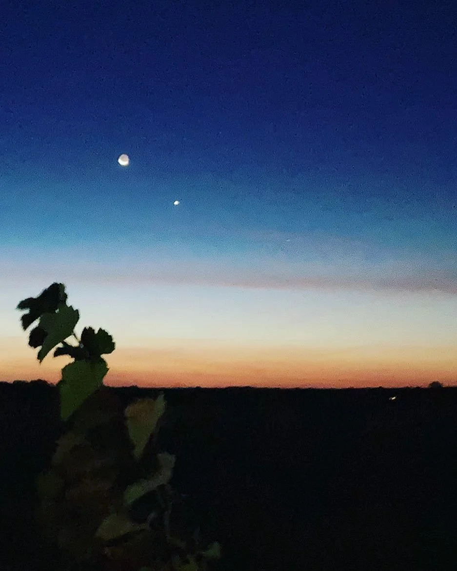 We rose with the waning crescent moon this morning (about 4:30am) to beat the heat for Mourv&egrave;dre harvest 2022. 📷: KK, age 10
