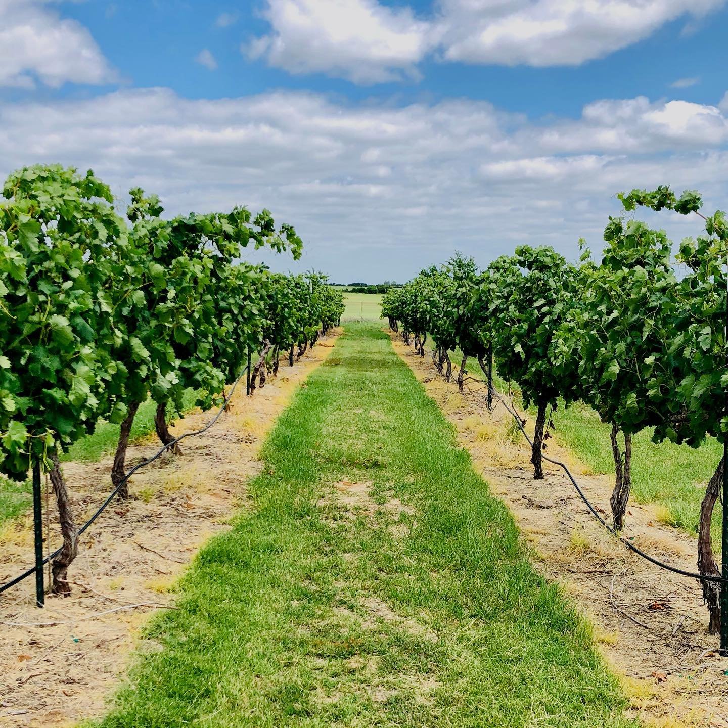 Tempranillo vines soaking up the sun 🌞. #texaswine #texaswineonthevine