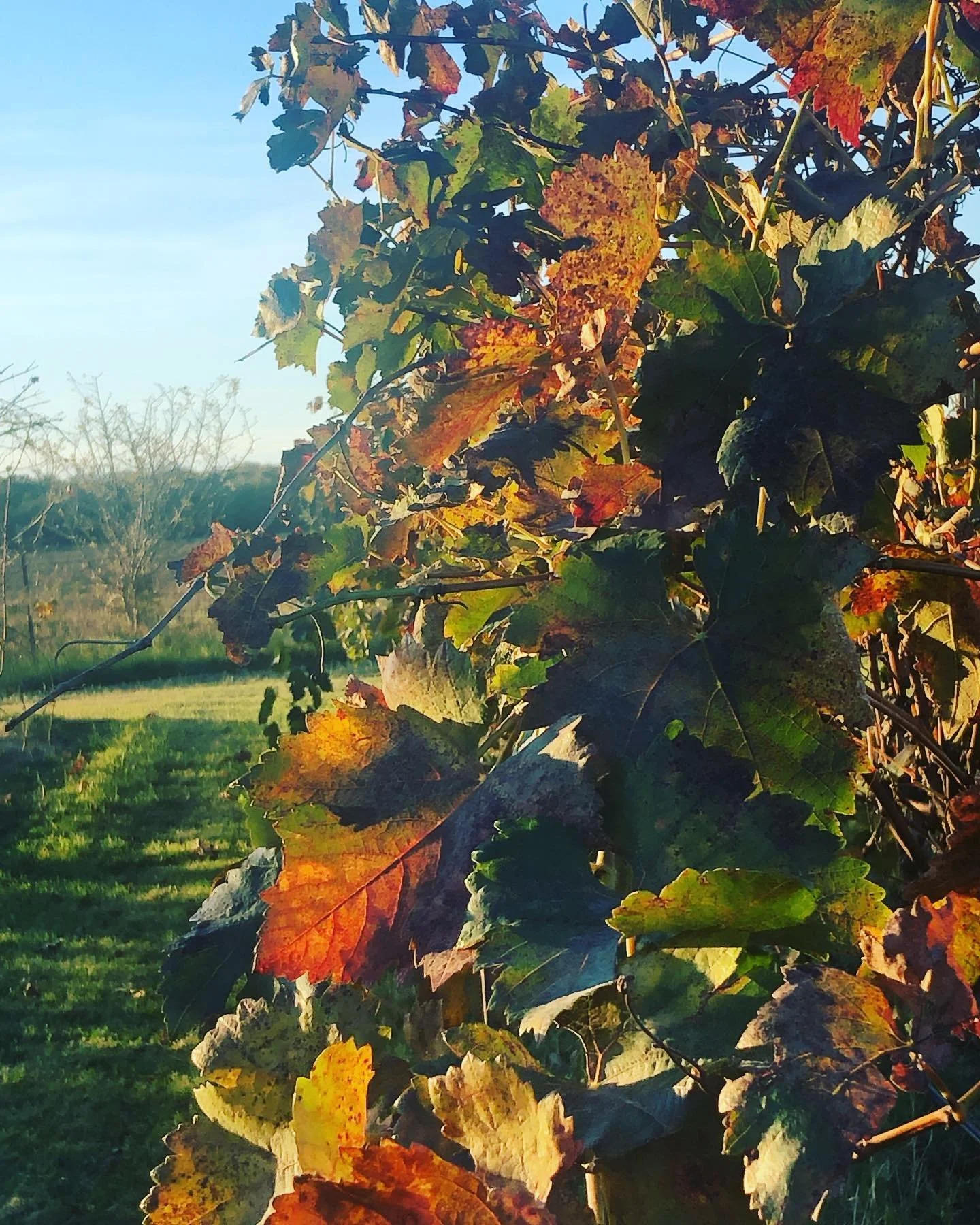 A chilly walk through the vineyard this morning admiring the colors of the changing leaves&hellip;little did I know I was being stalked by Bruno Mars #amongthevines. 🍂🐈&zwj;⬛