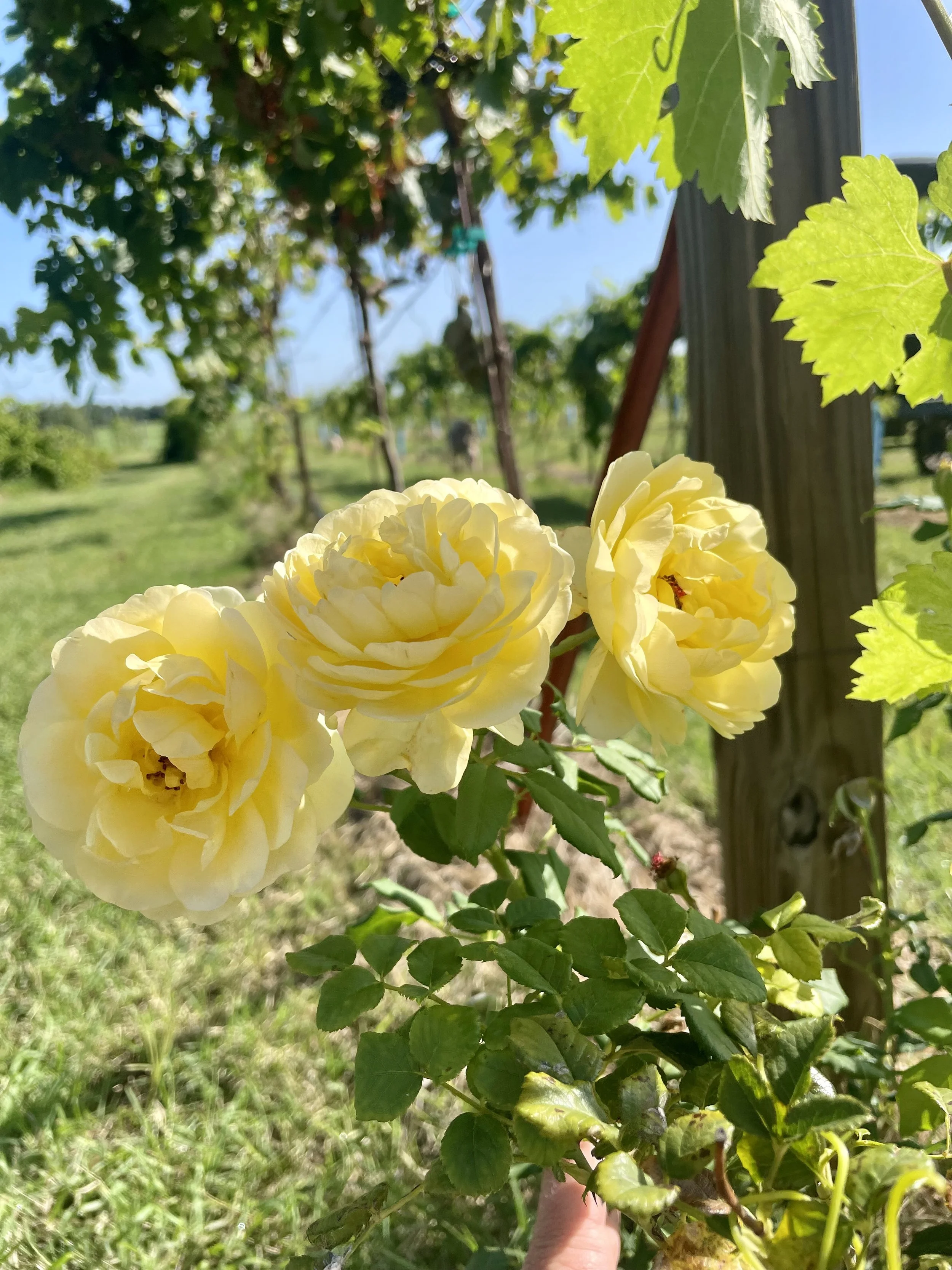 roses in the vineyard