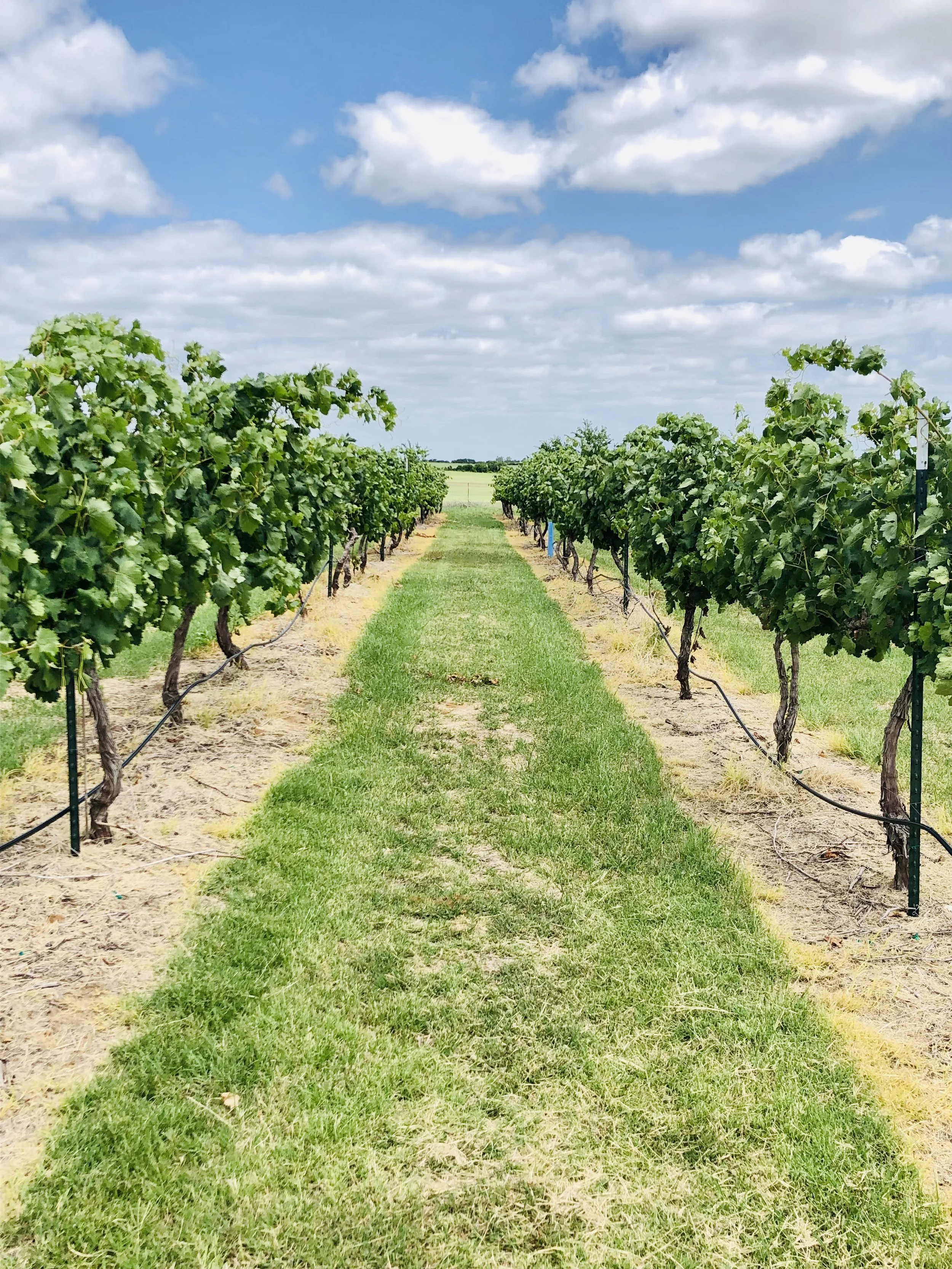 Looking between two vineyard rows