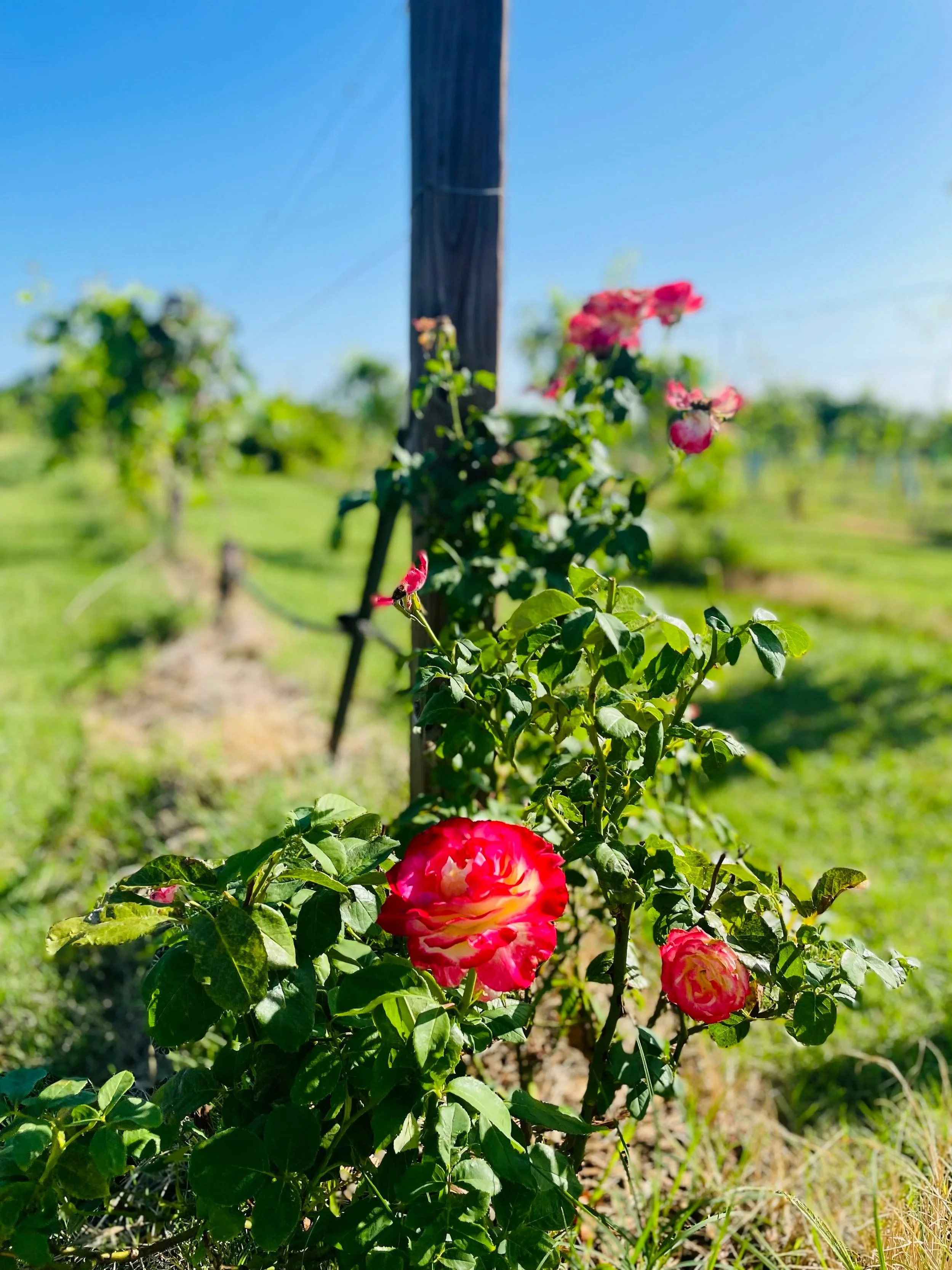 roses in the vineyard