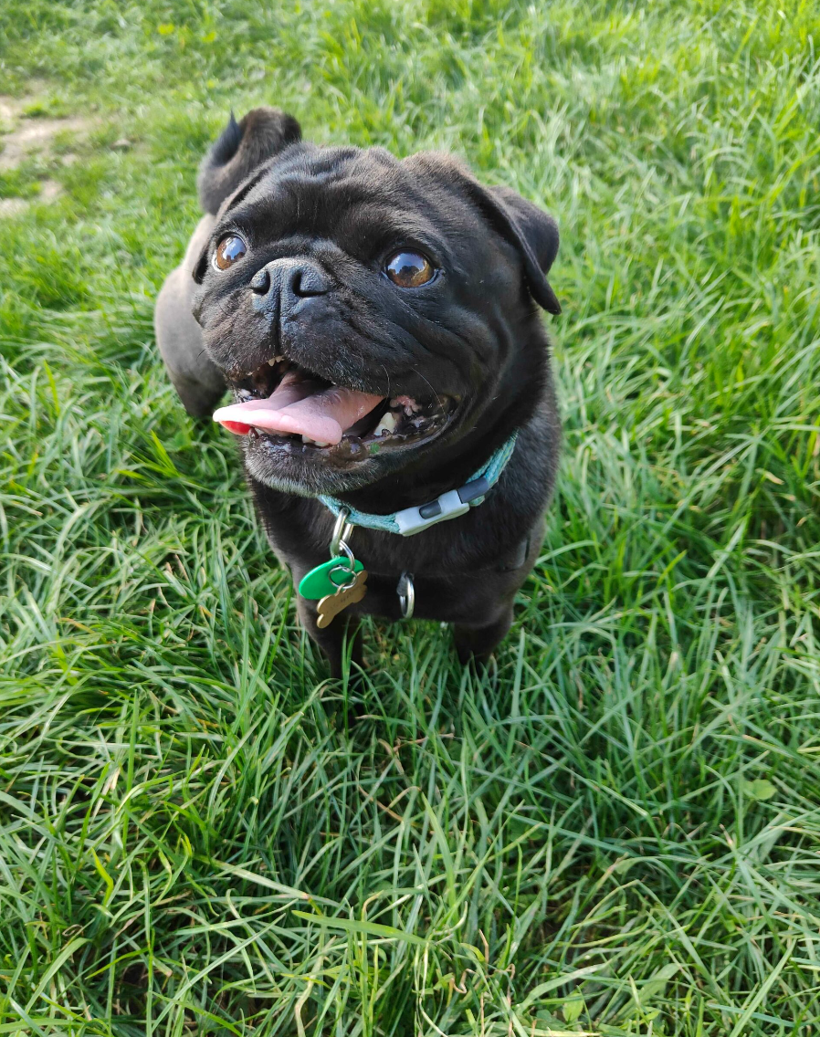 A happy black pug dog outside on green grass with its tongue out and wearing a collar with tags.