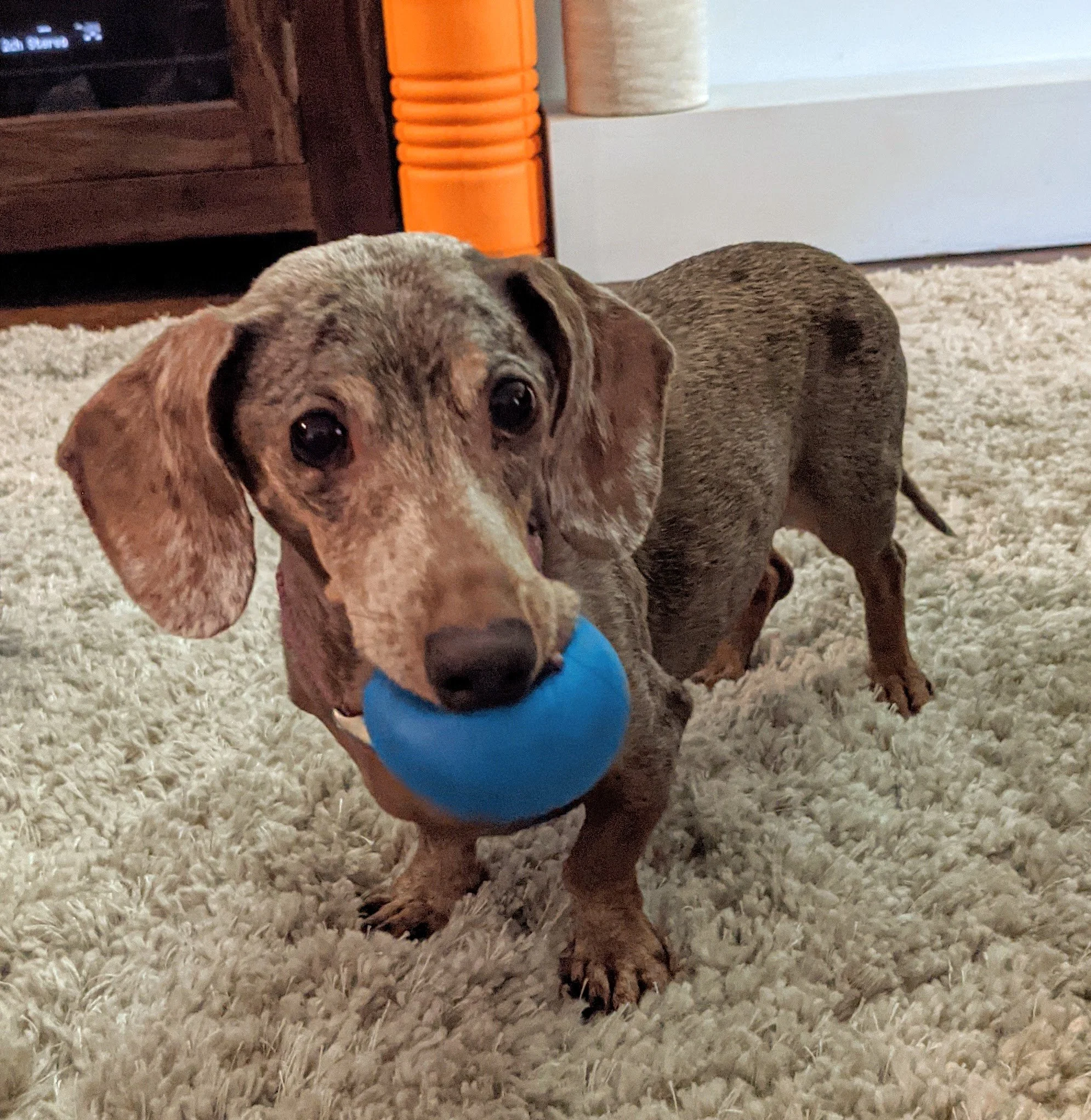 A dachshund dog with a blue ball in its mouth standing on a beige carpet in a living room.