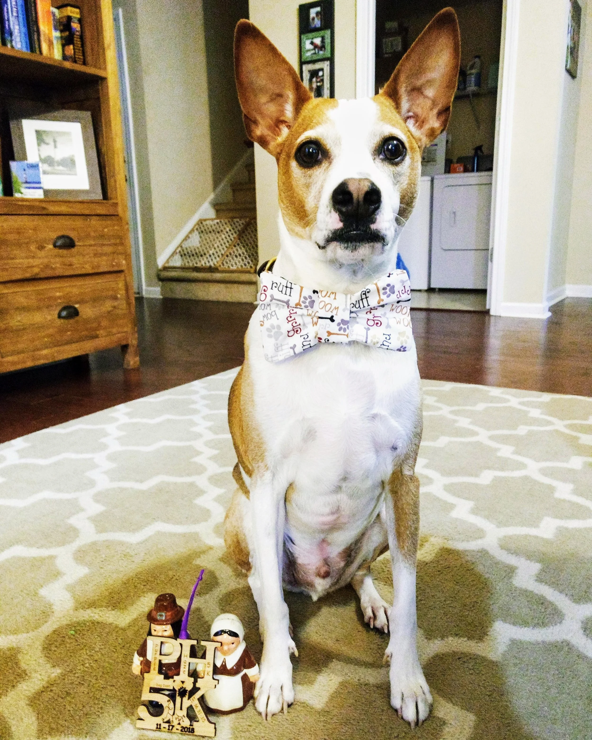 A dog with large ears wearing a festive bow tie sitting on a patterned rug in a home interior. There are small decorations including a 5K race sign with a date and two figurines near the dog's paw.