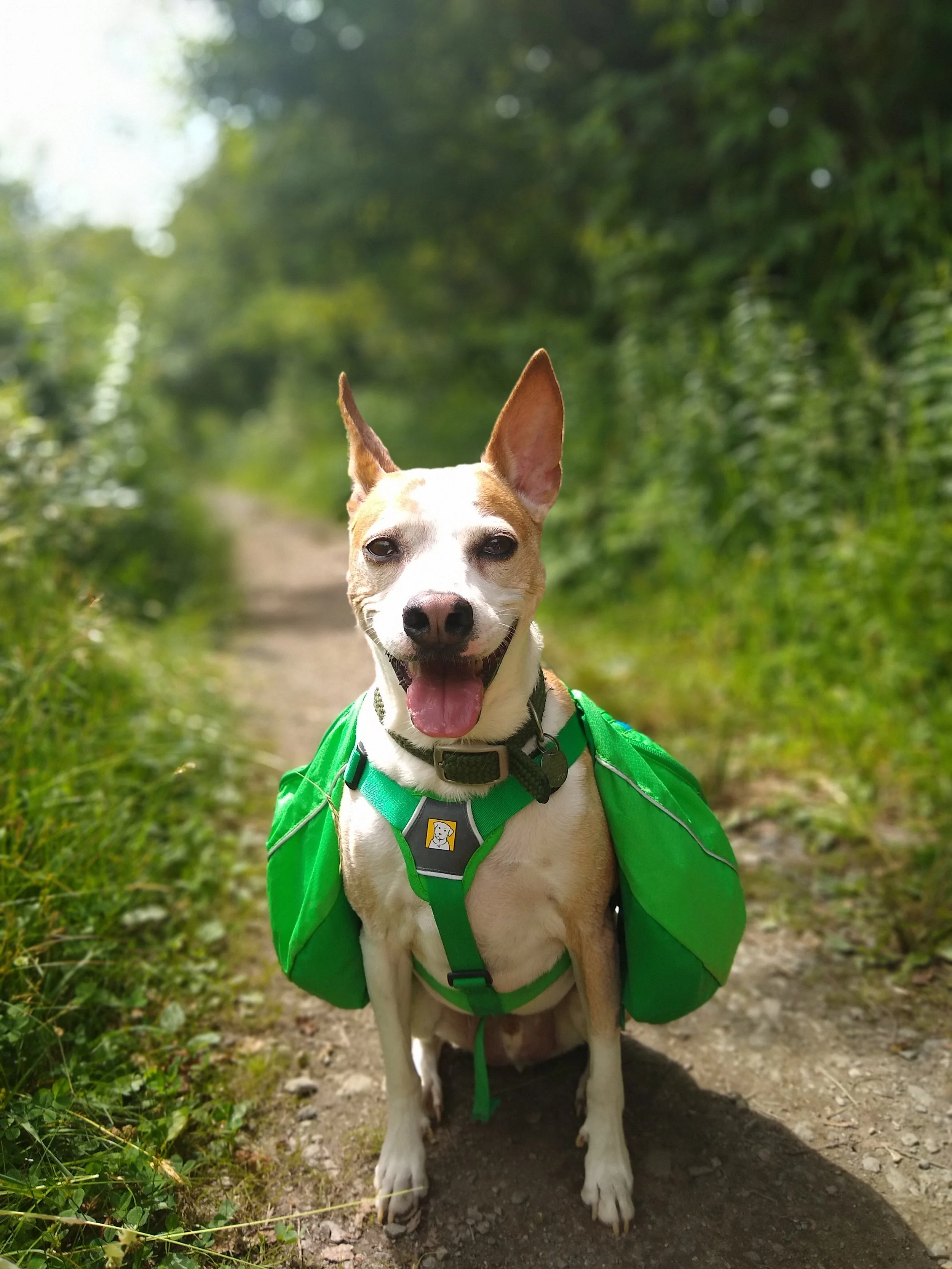 A happy dog with a green harness and pack sitting on a dirt trail in a lush green forest.