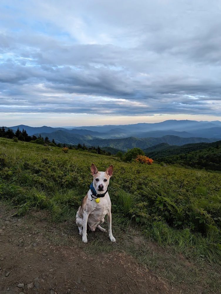 Small dog with a blue collar sitting on a dirt path in a green mountainous landscape under a cloudy sky.
