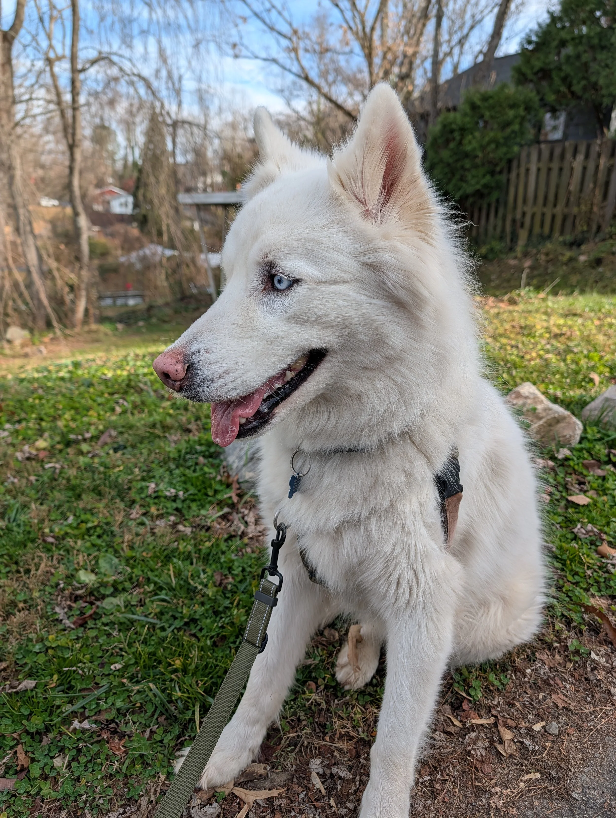 A white Siberian Husky with blue eyes and a pink nose sitting outdoors on grass and dirt, wearing a harness and leash, with a background of trees, houses, and a wooden fence.