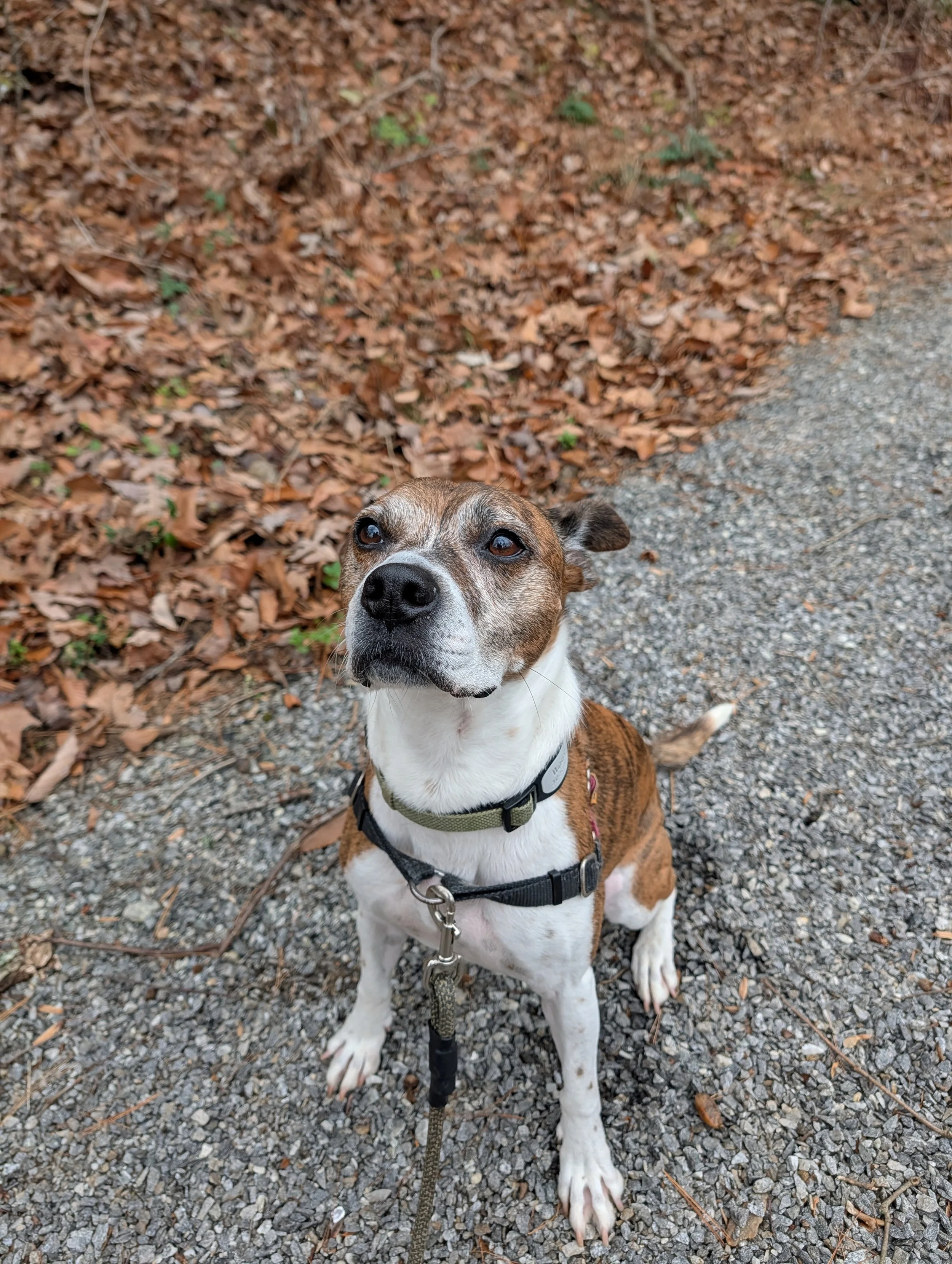 A small brown and white dog wearing a harness sitting on a gravel path with fallen leaves on the ground.