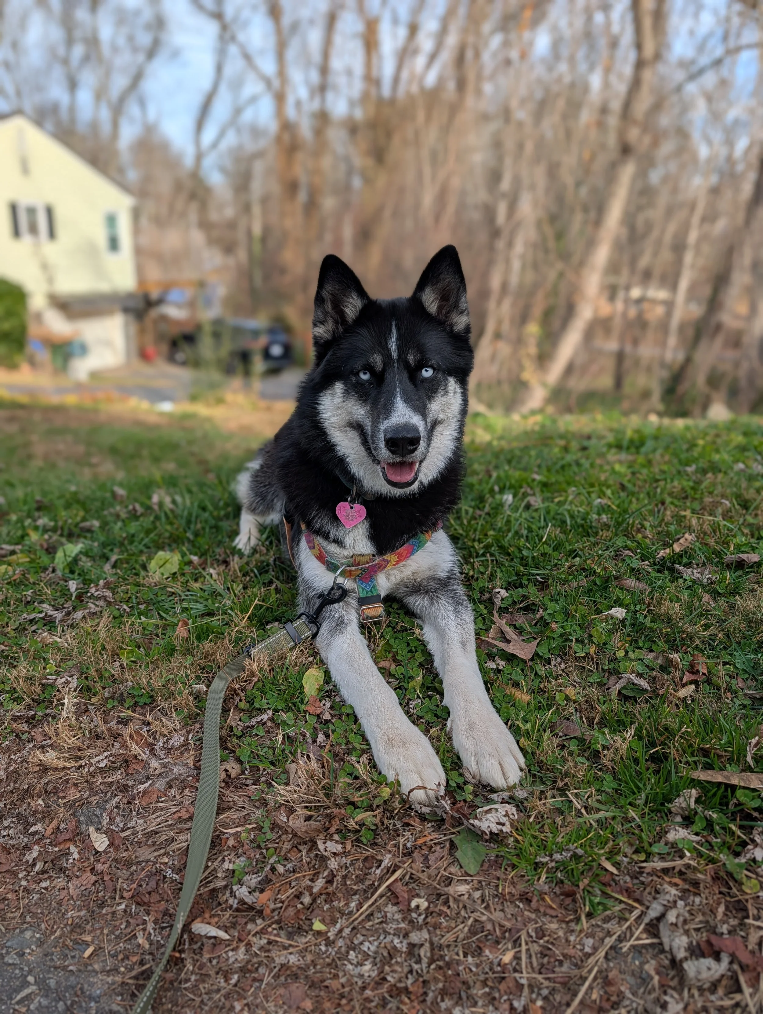 A Siberian Husky puppy with blue eyes lying on the grass outside, with a house and leafless trees in the background.