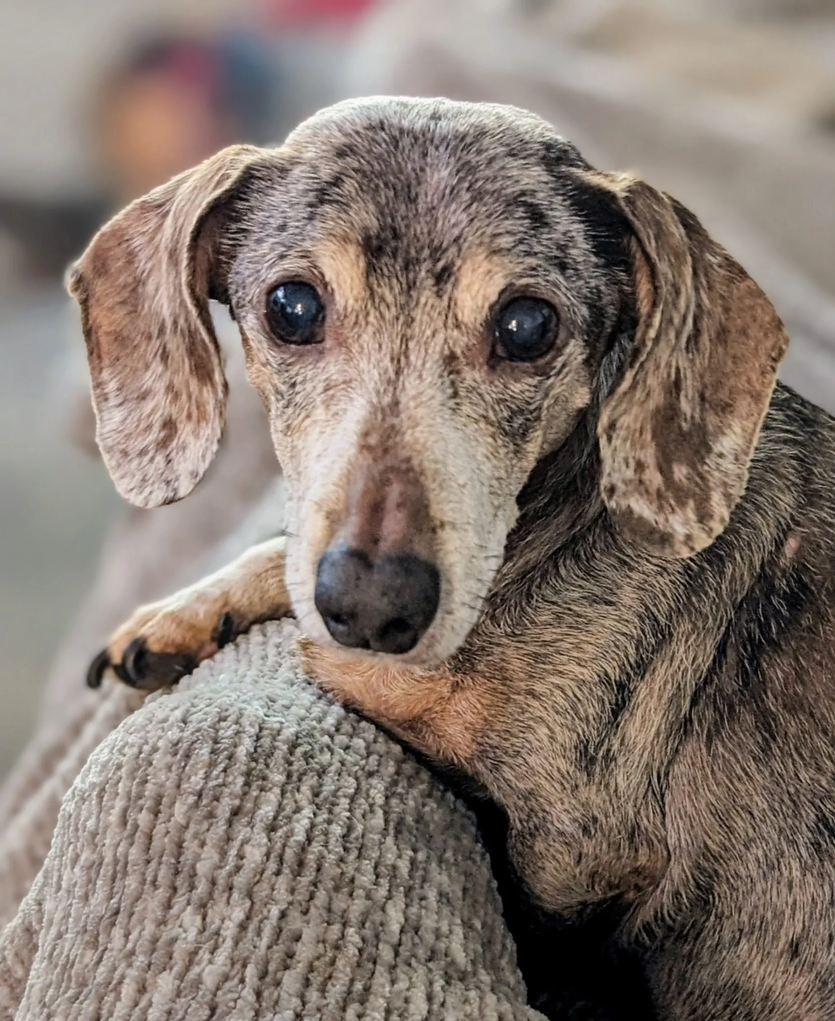 A close-up of a small, dappled gray and brown dog resting its head on a person's knee, with a blurred background.